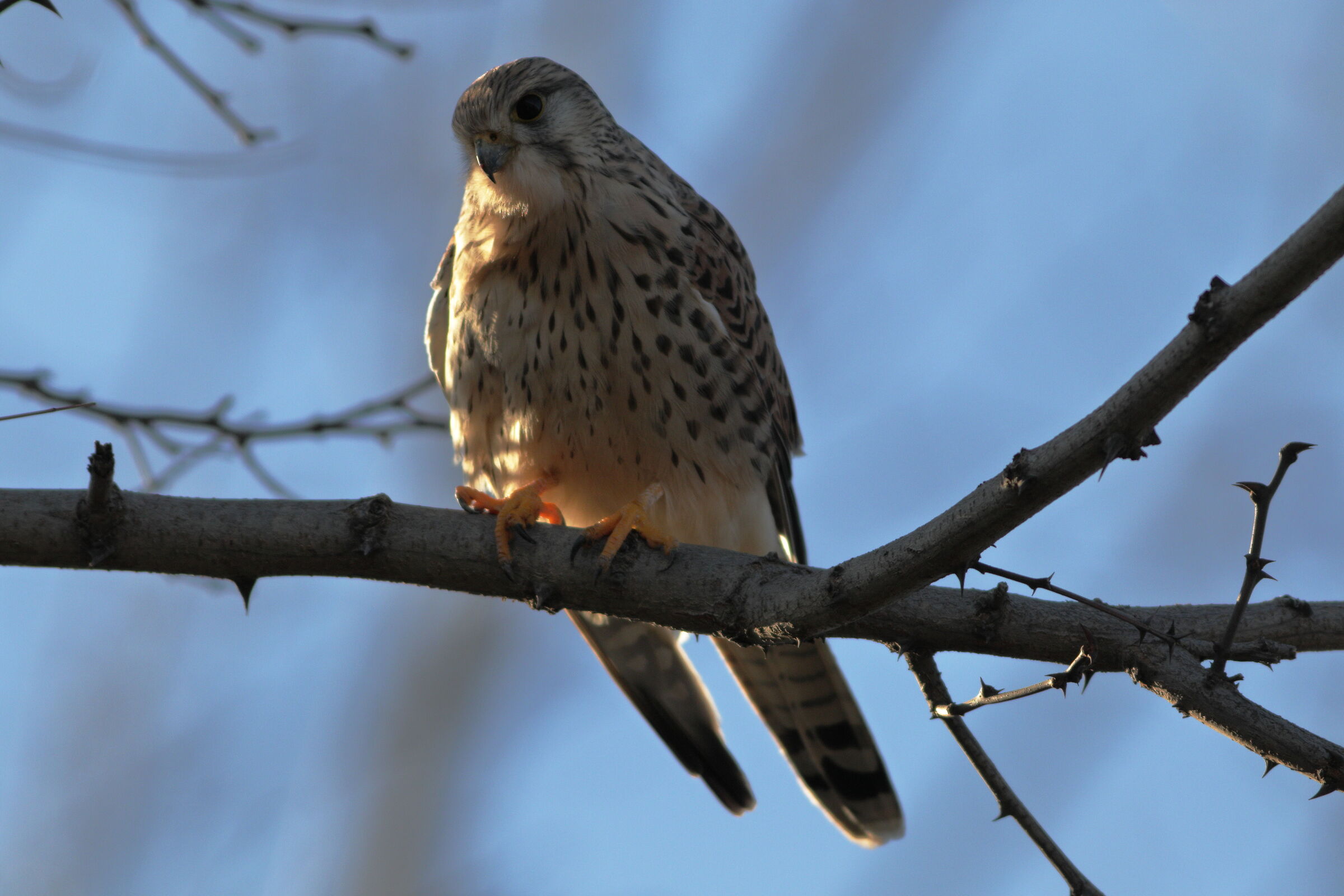 il piccolo cacciatore