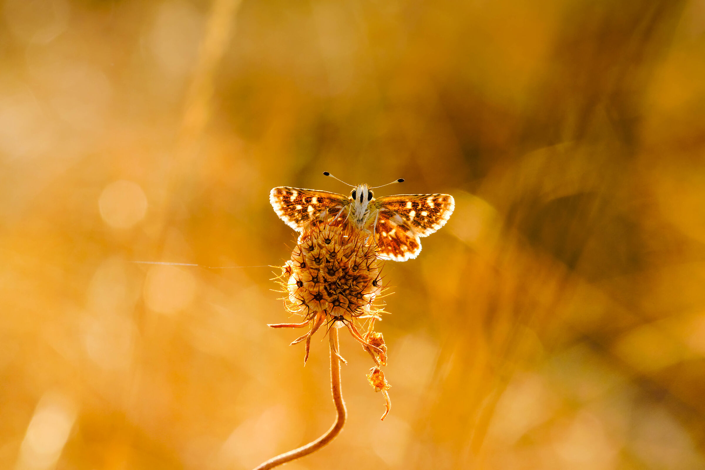 The warmth of a summer evening