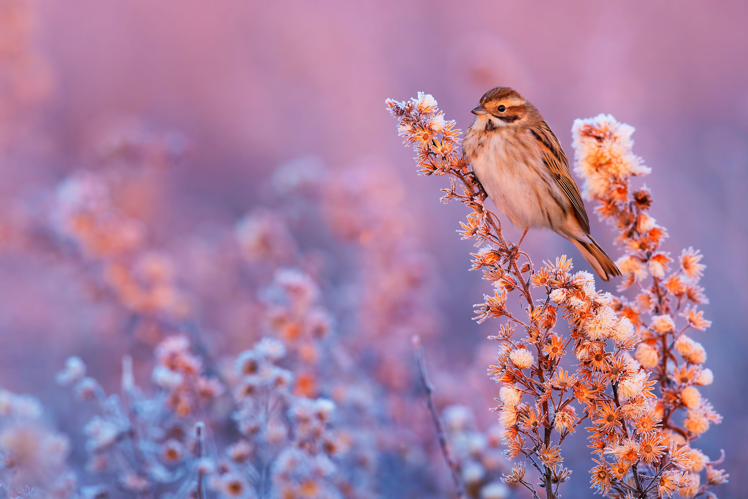 Brughiere d'inverno (Migliarino)
