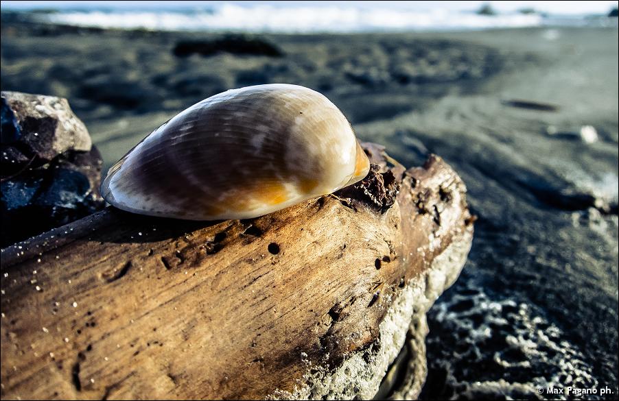 lonely shell, torre Astura