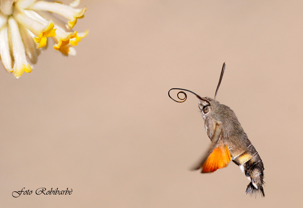 Farfalla colibrì.....