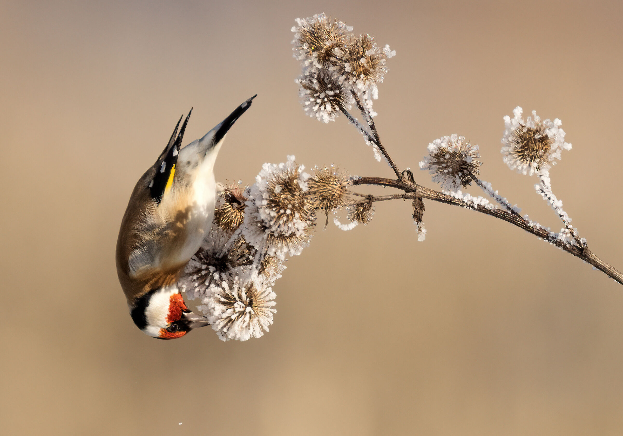 Goldfinch 12/2021