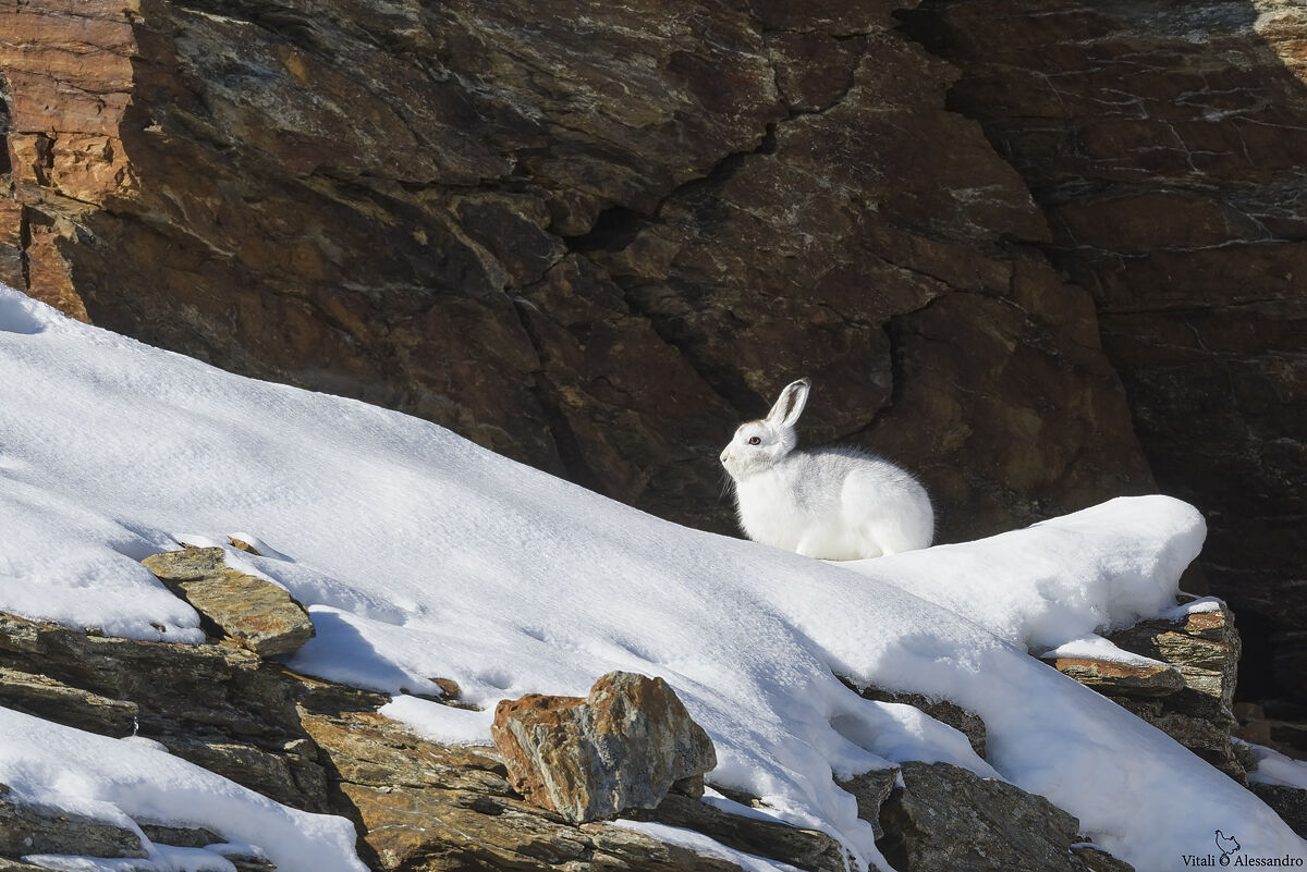 White hare
