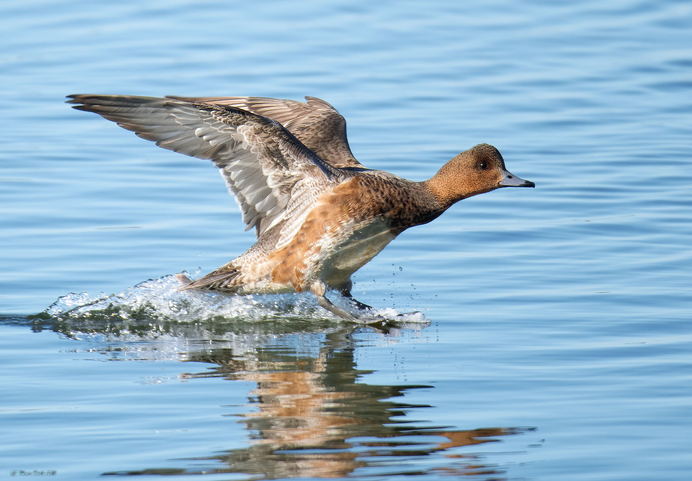 Perfect Landing (Whistling) Female