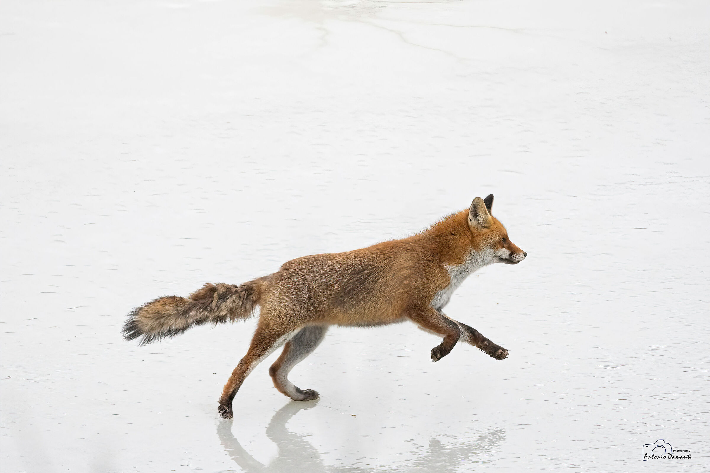 Fox on ice 1