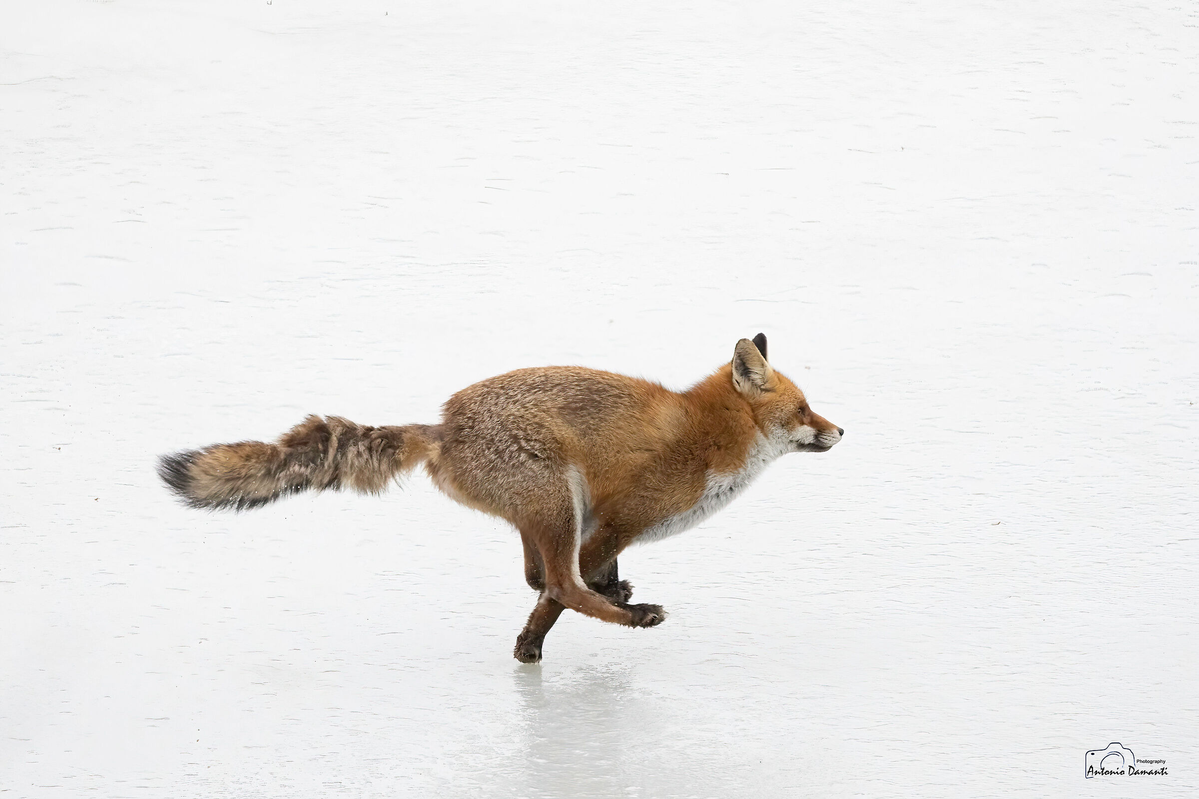 Fox on ice 2