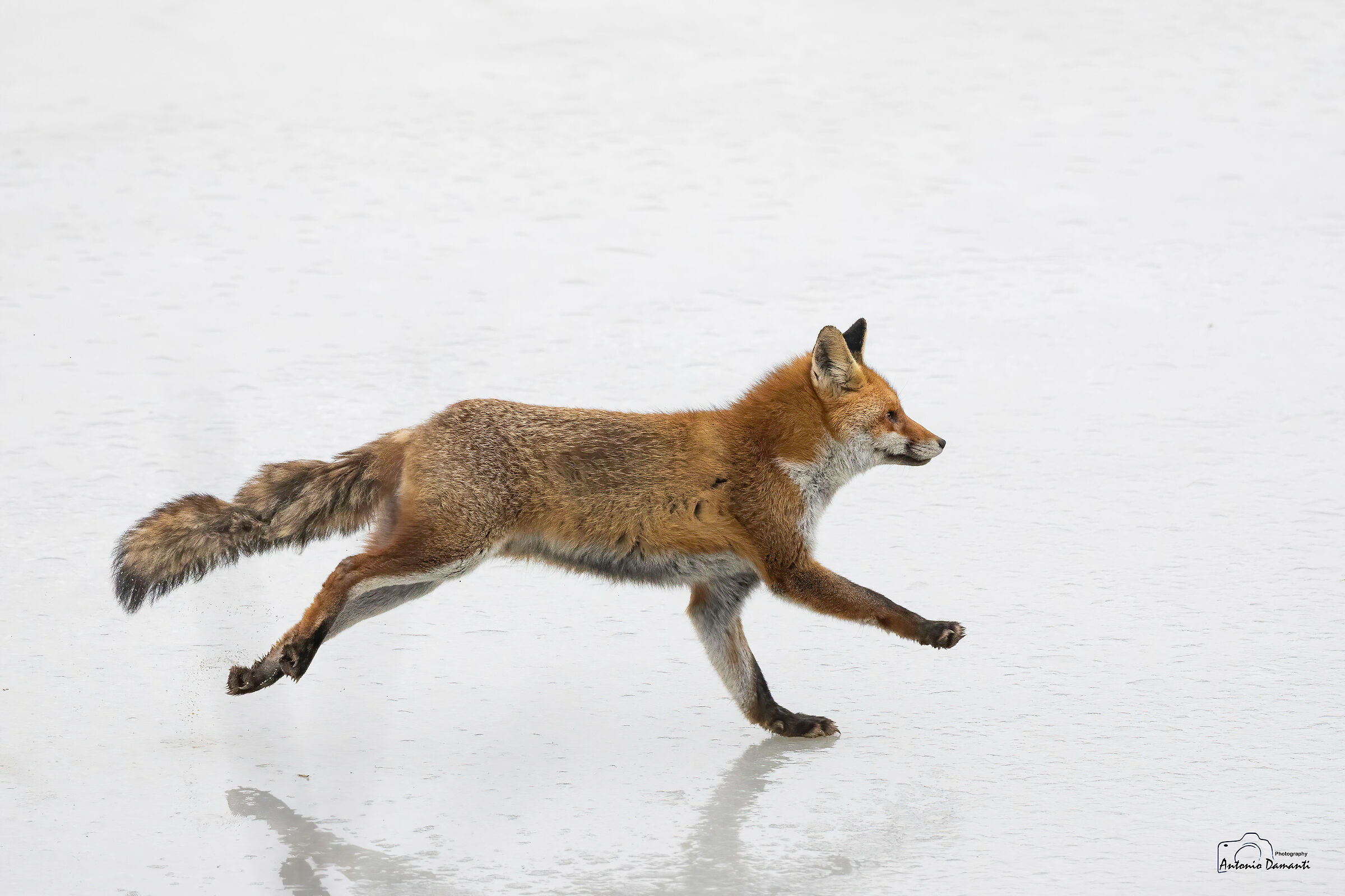 Fox on ice 3
