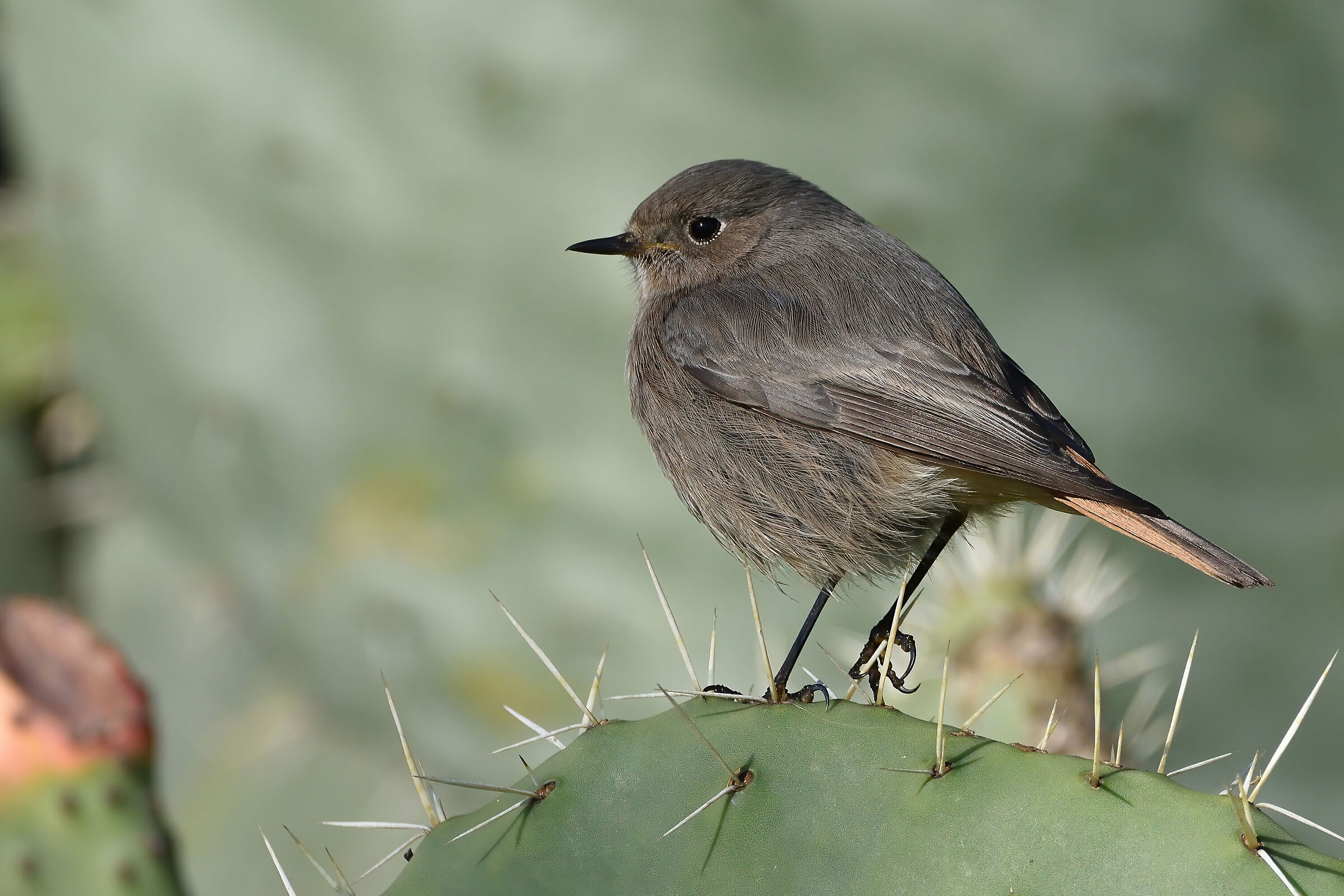 Redstart