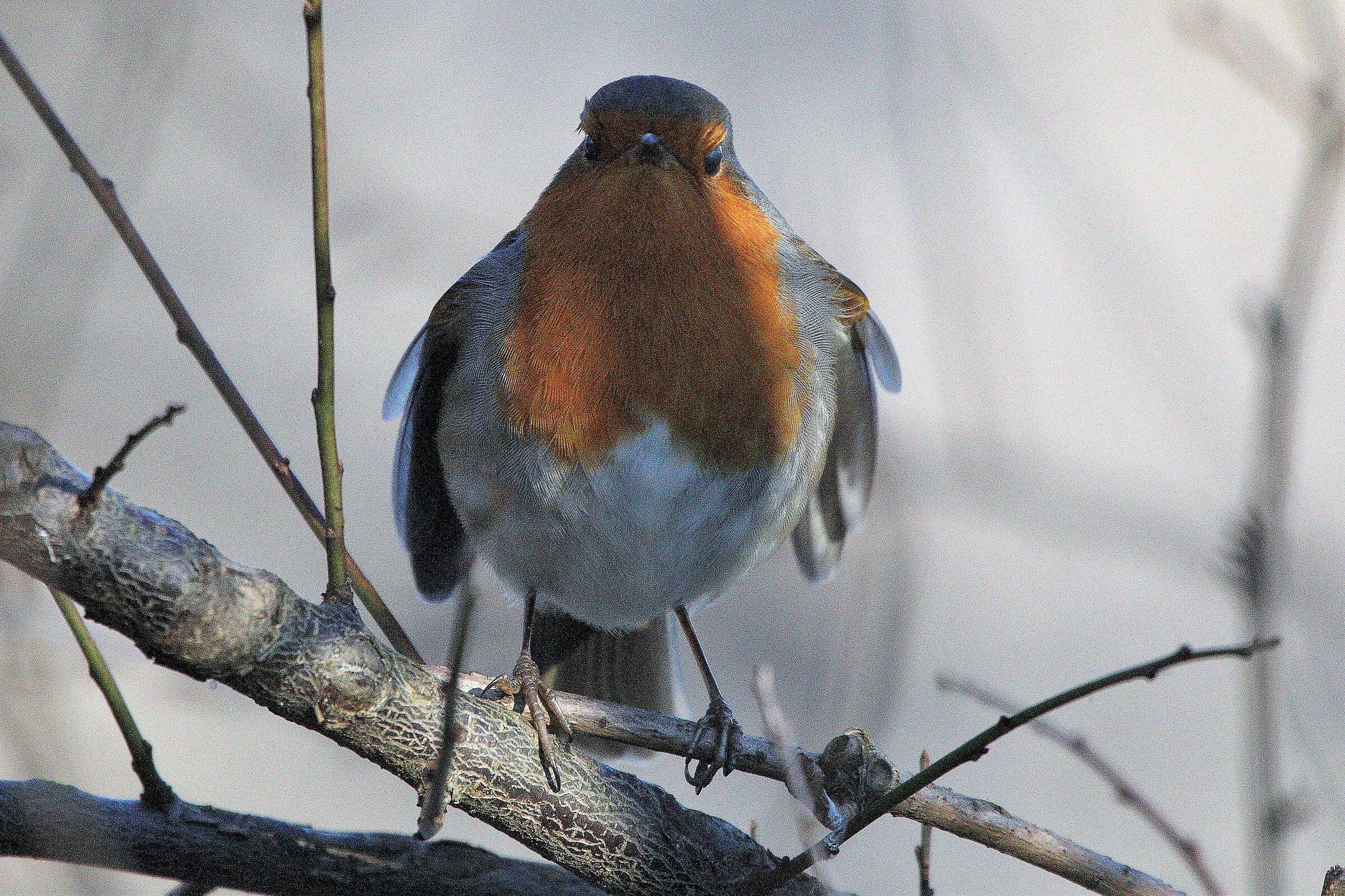 Robin