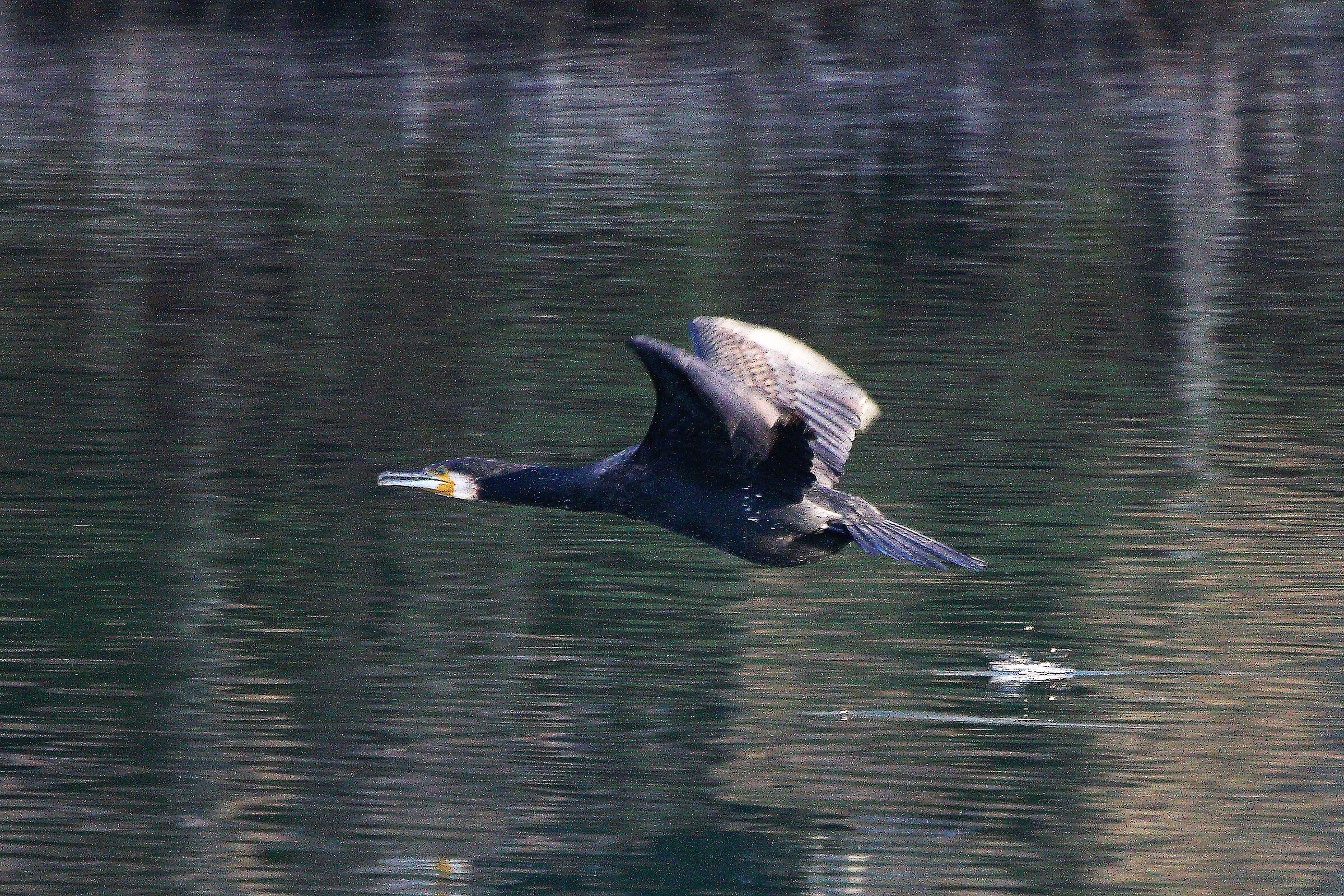 Cormorant
