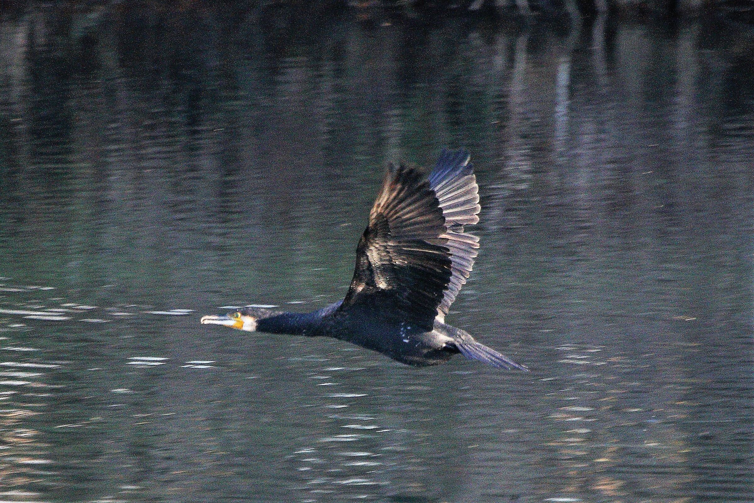 Cormorant