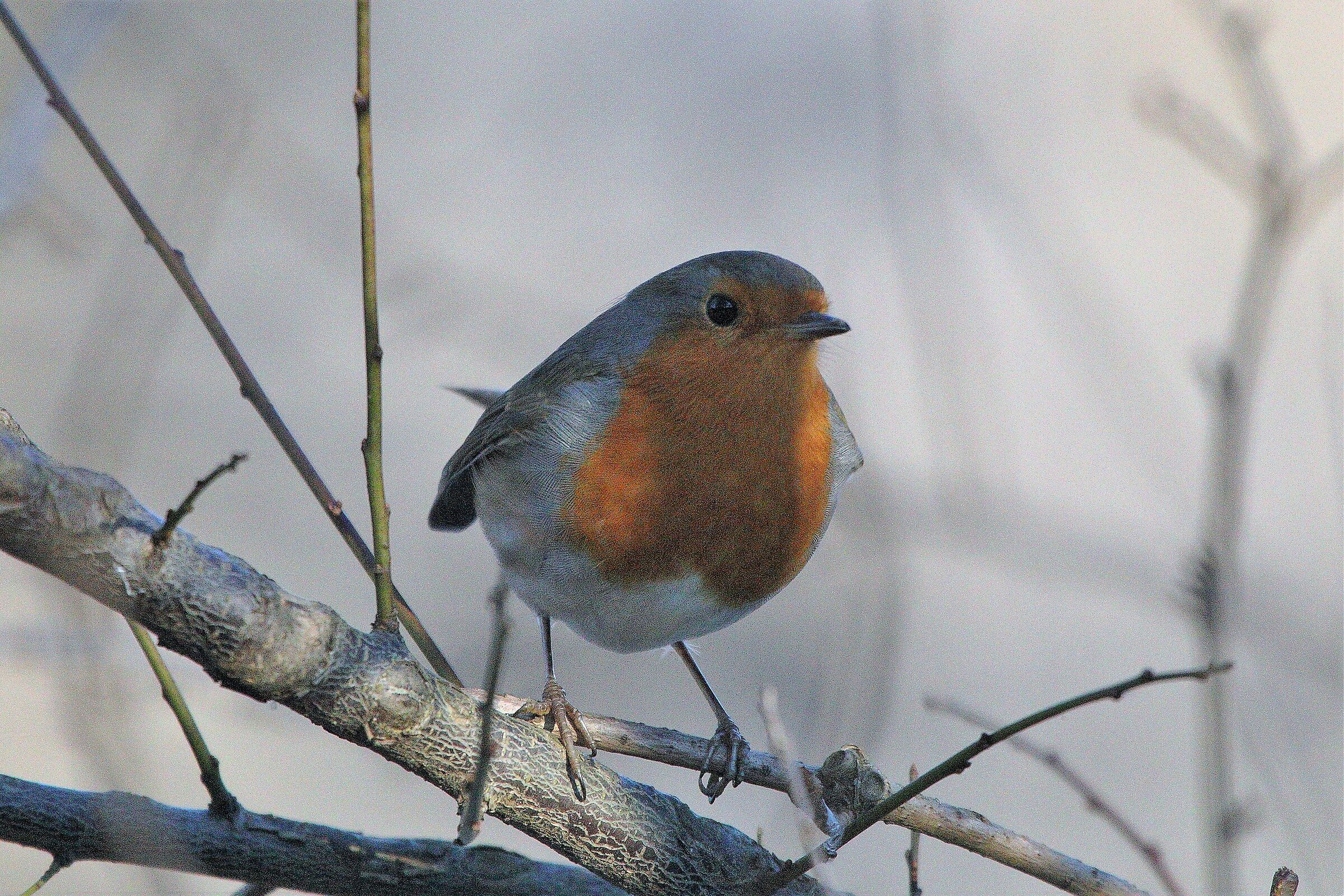 Robin