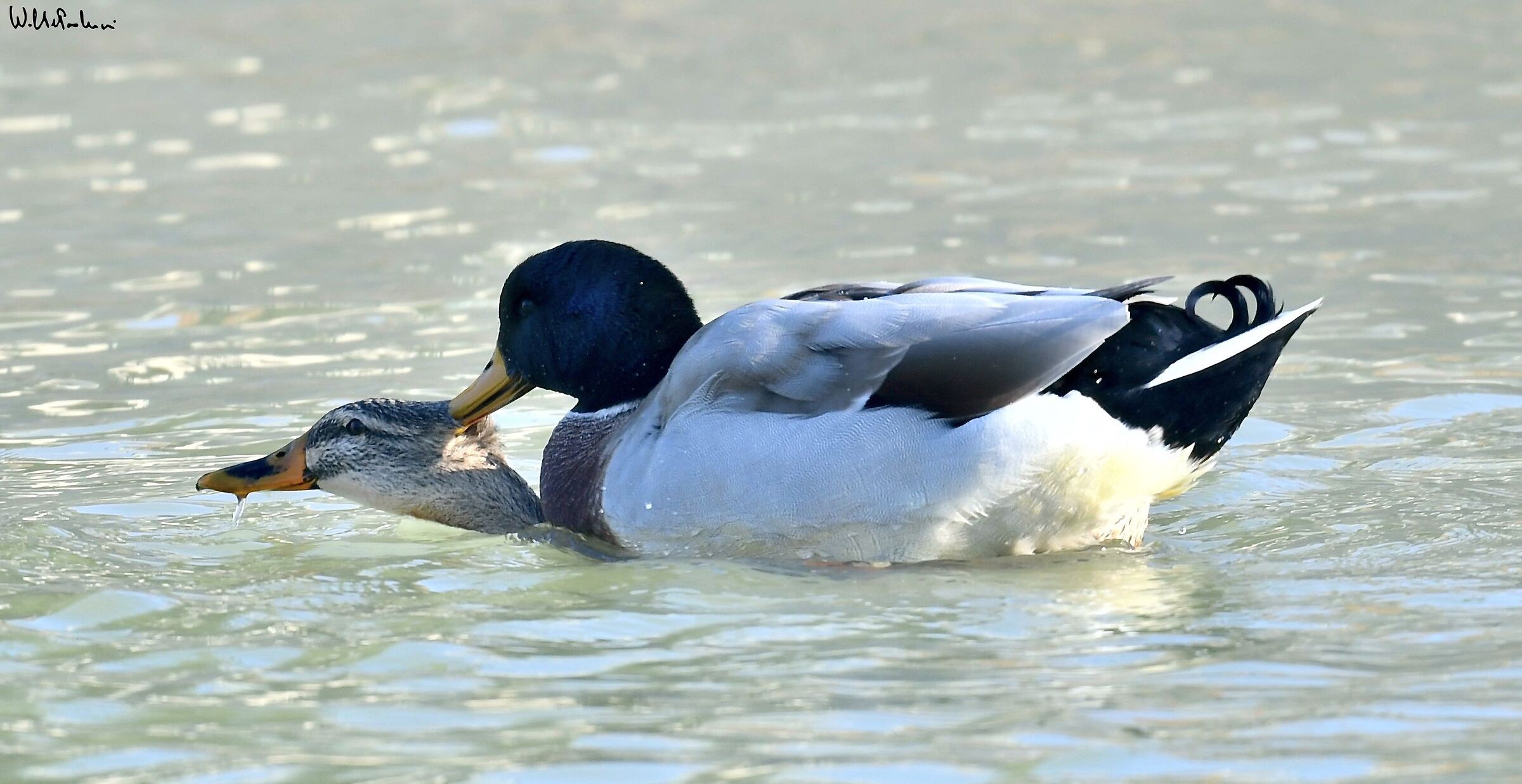 Mallard in "copula"