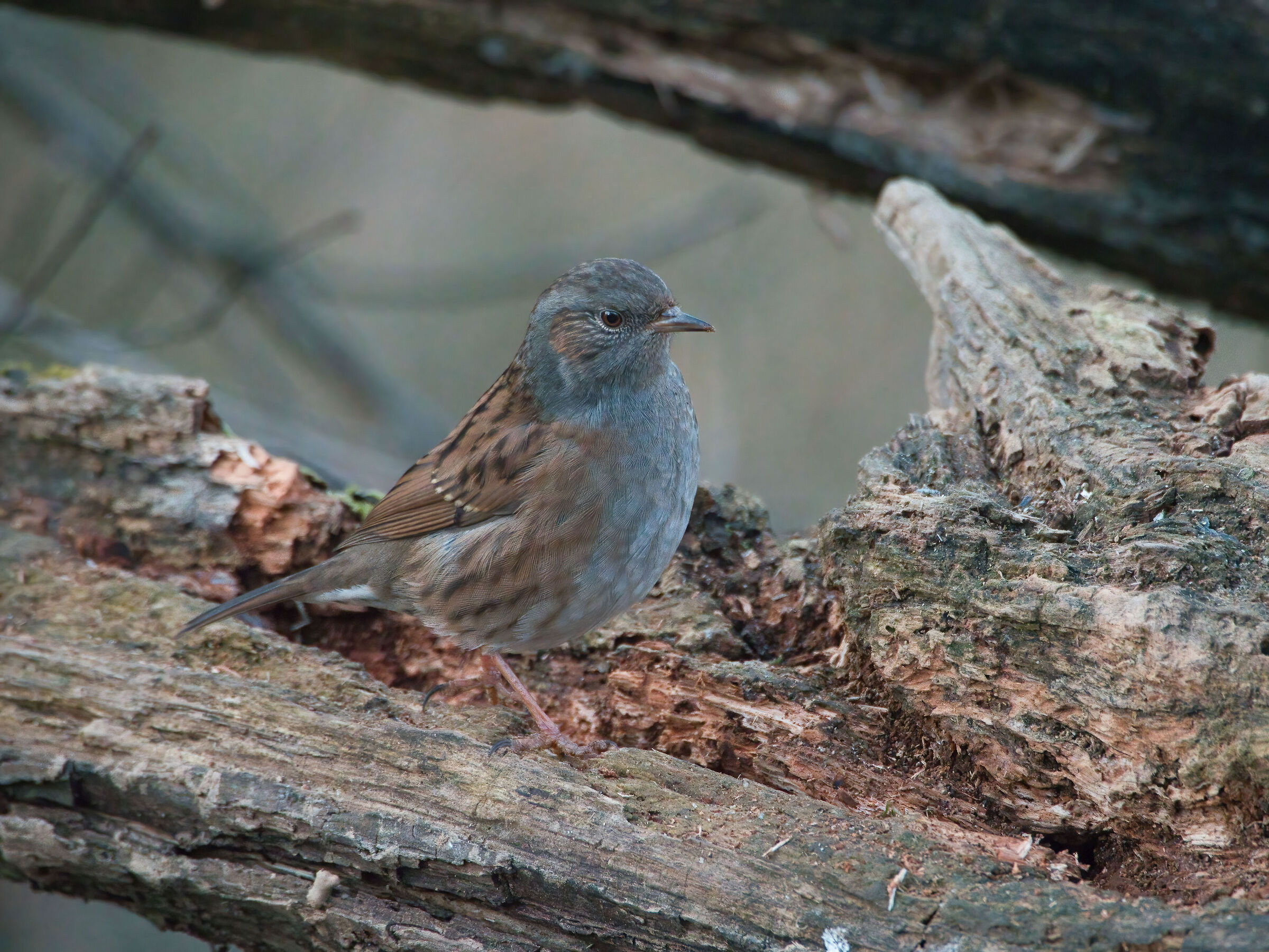 Dunnock