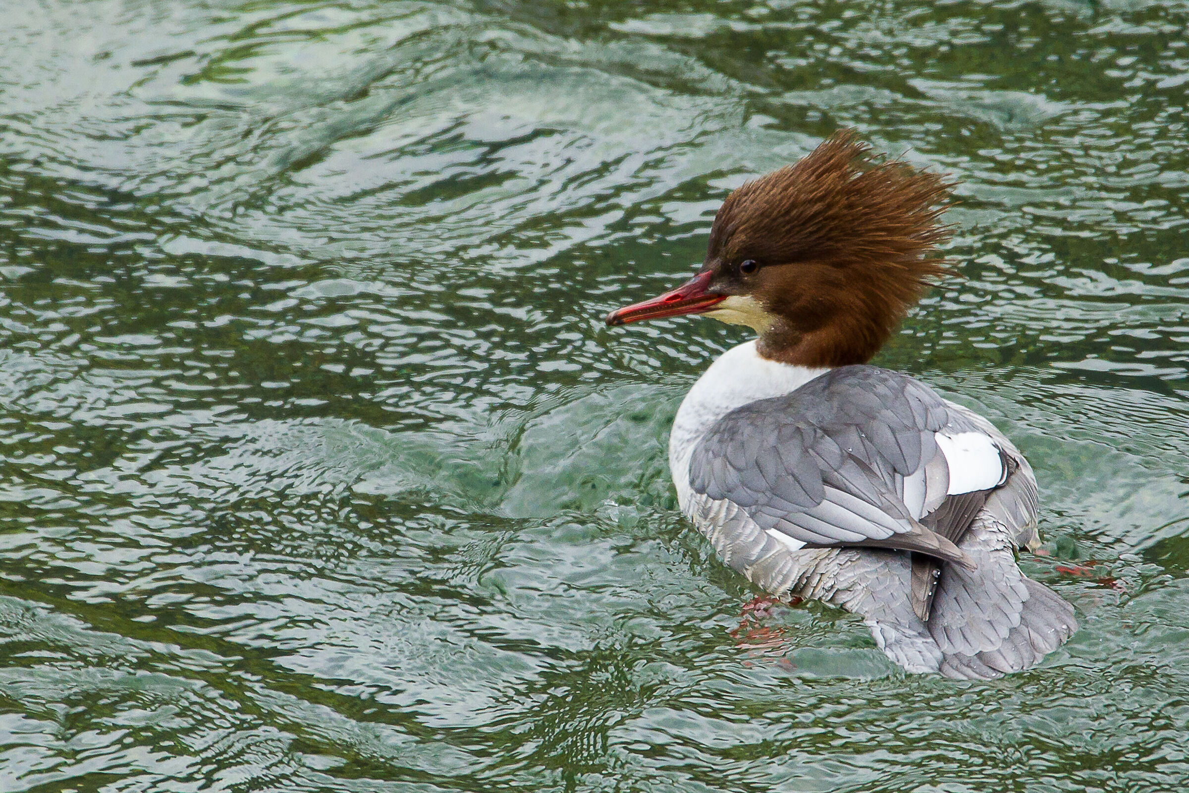 The grin of the Great Merganser