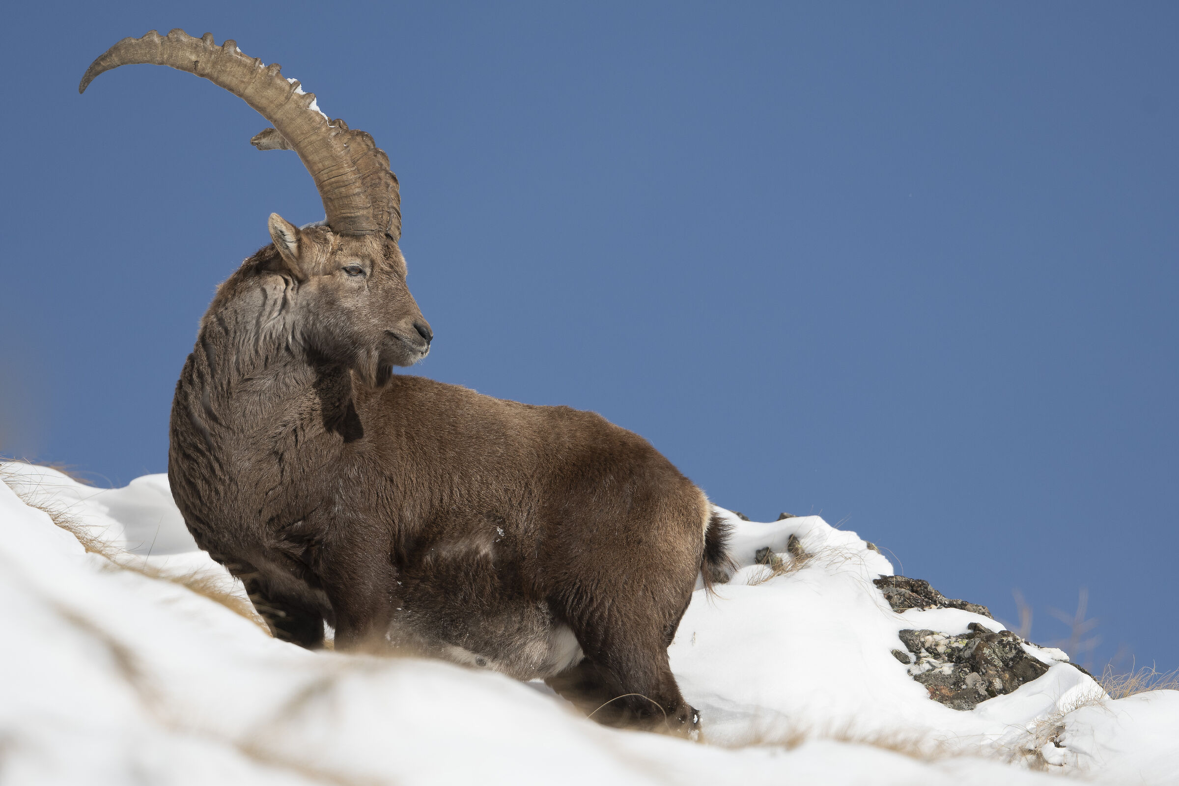Ibex