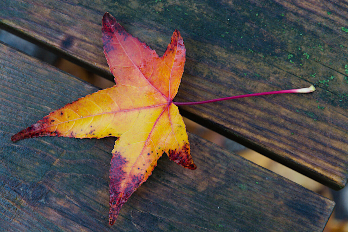 Leaf on bench