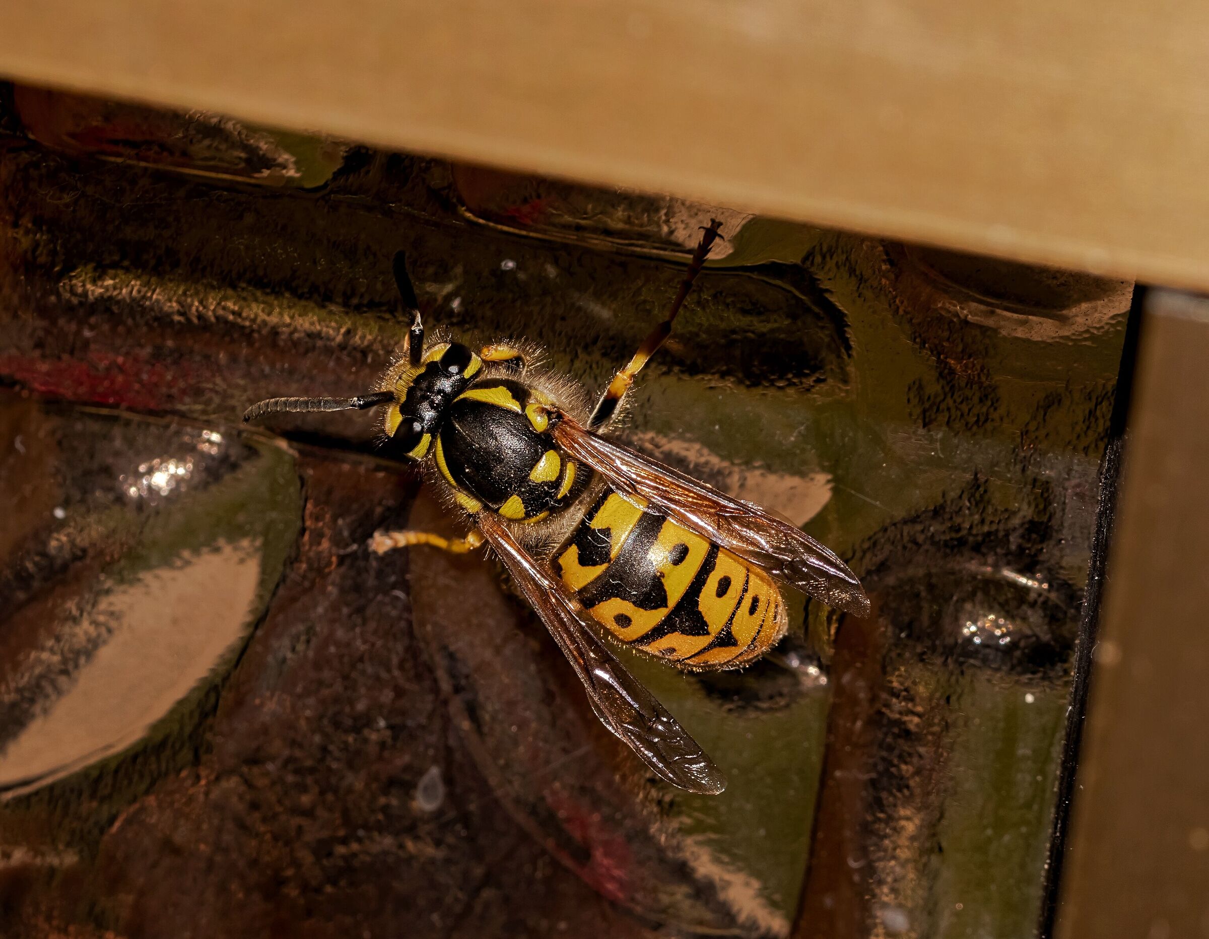 Vespa germanica in sosta 21/04/2021