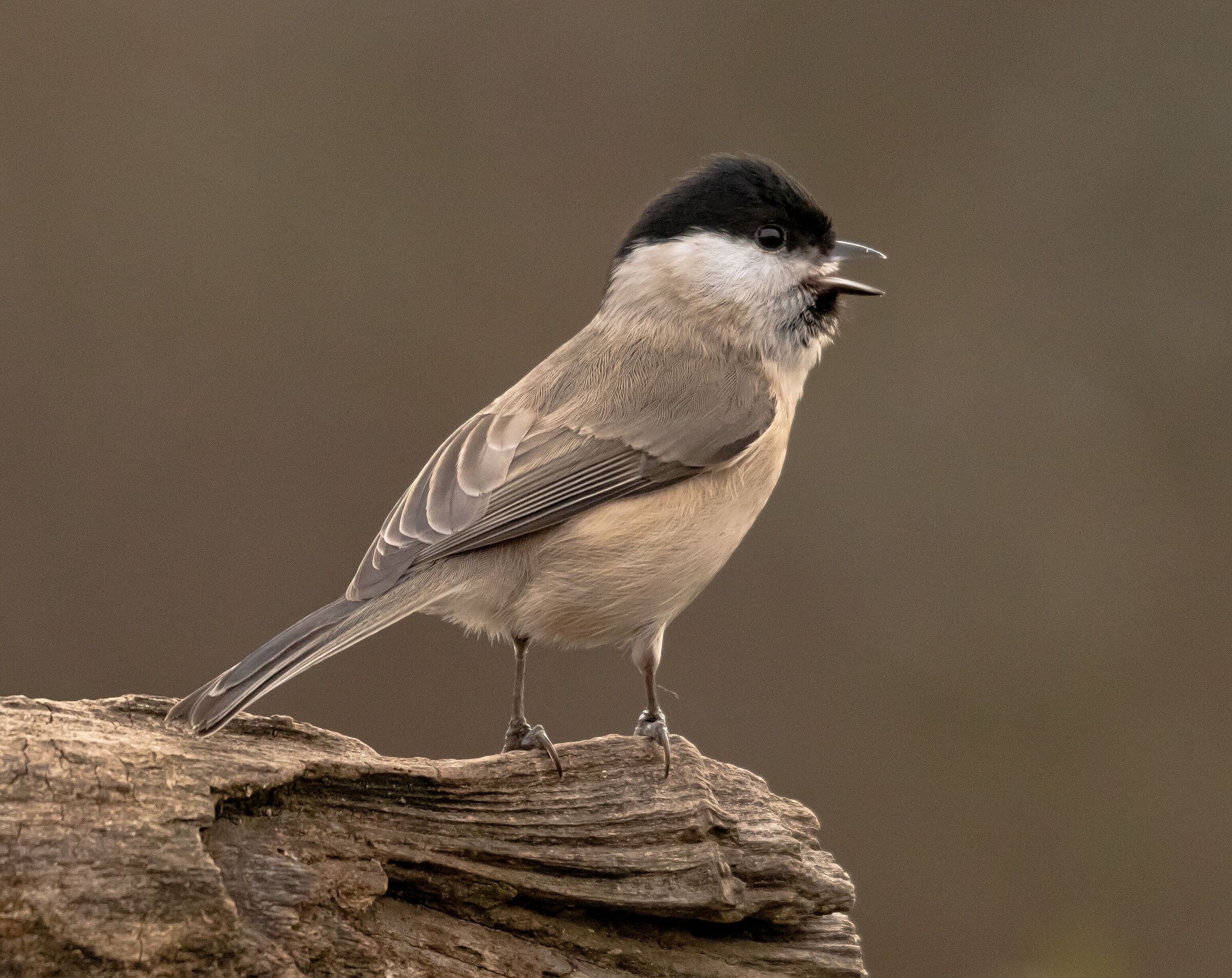 Cingia bigia sulla mangiatoia Oasi Lipu 21/02/2021