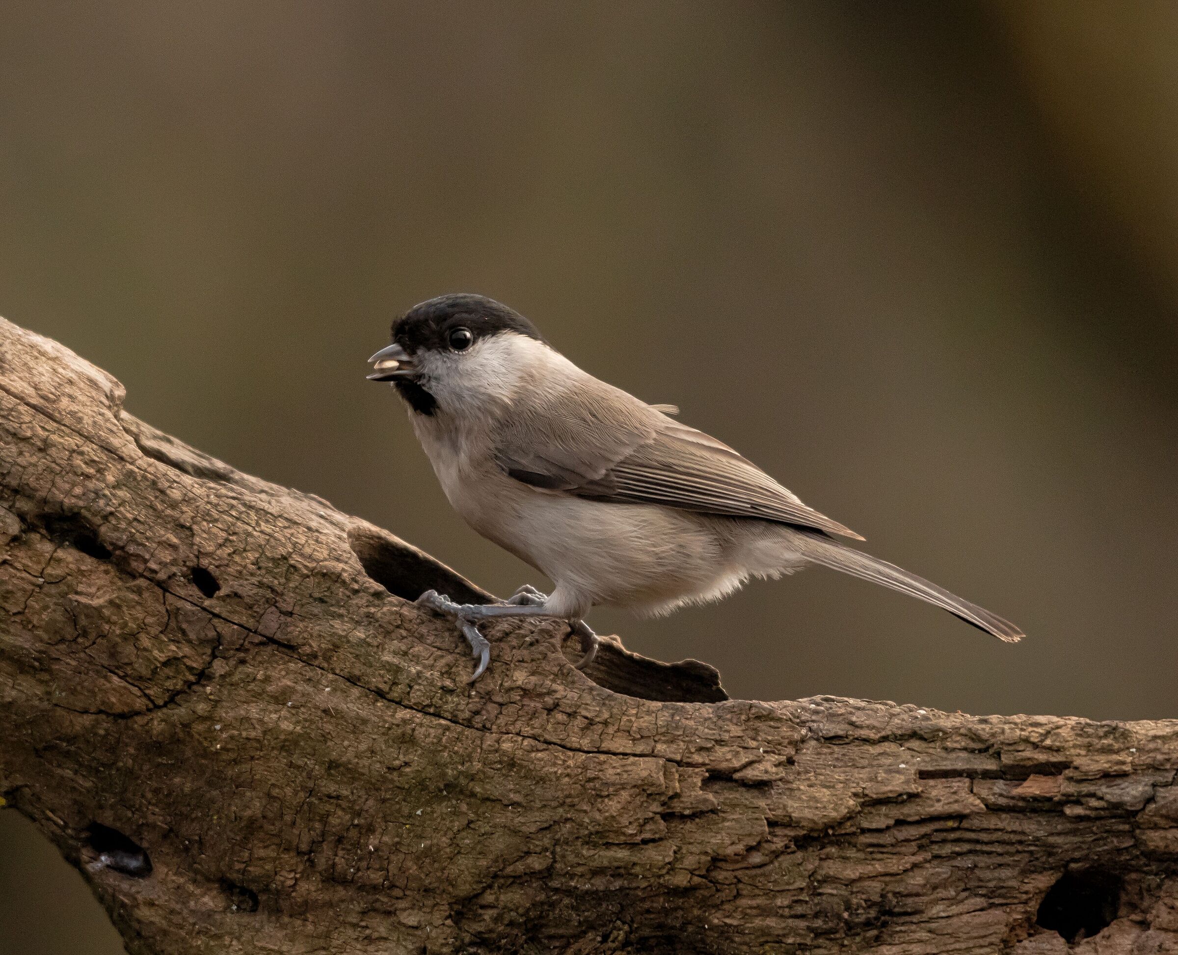 Cingia bigia sulla mangiatoia Oasi Lipu 21/02/2021