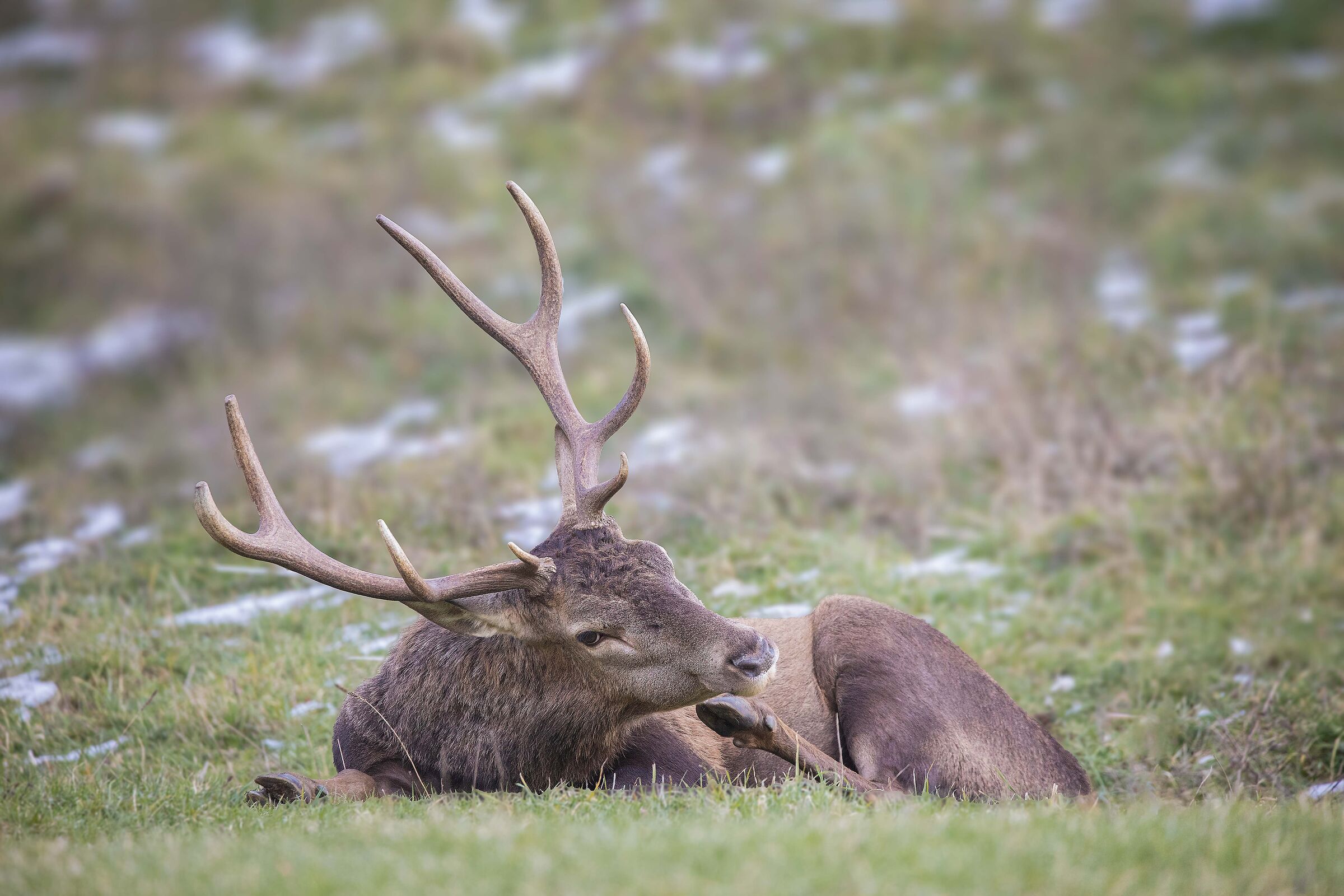 Riposo invernale....