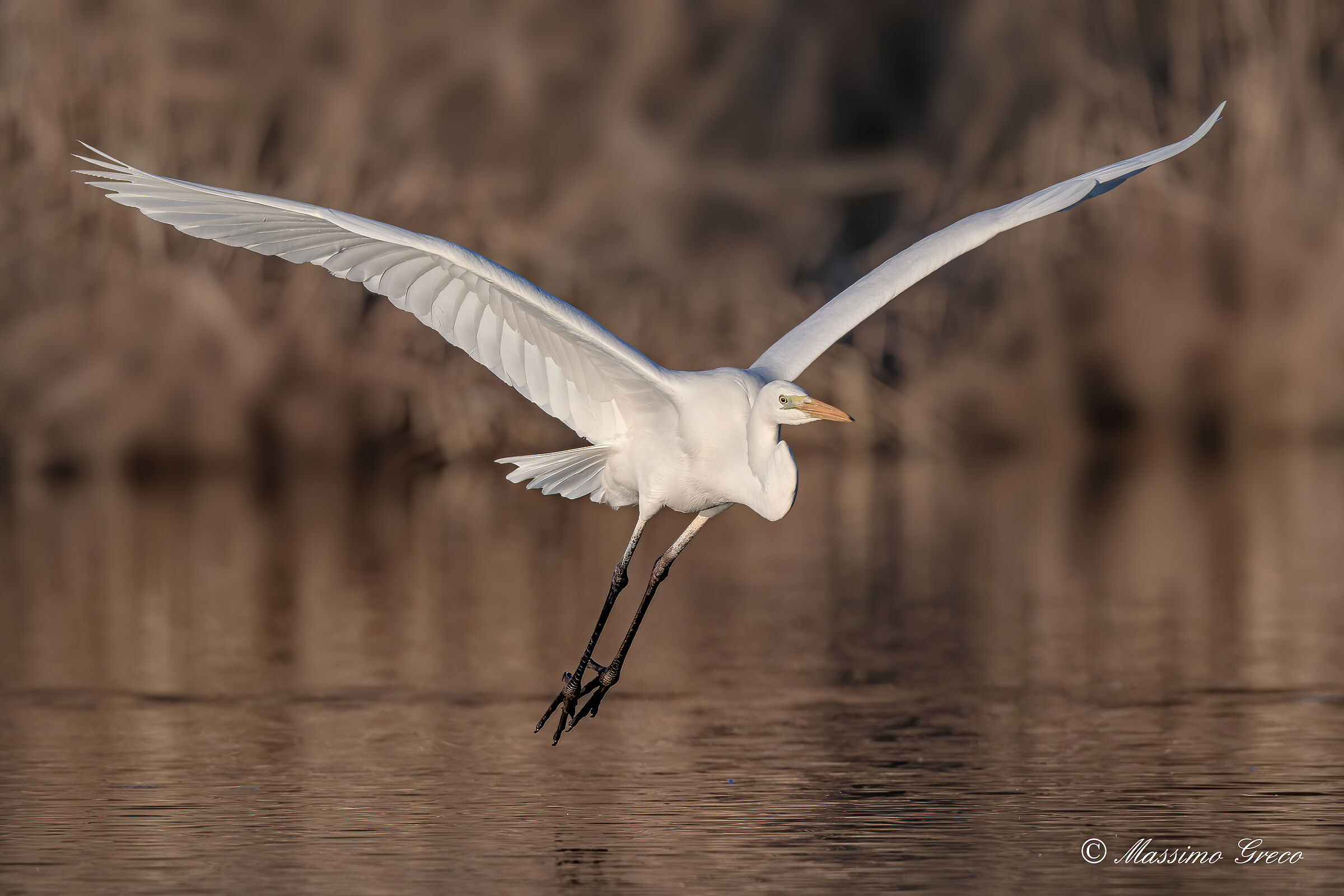 Airone bianco maggiore (Casmerodius albus)