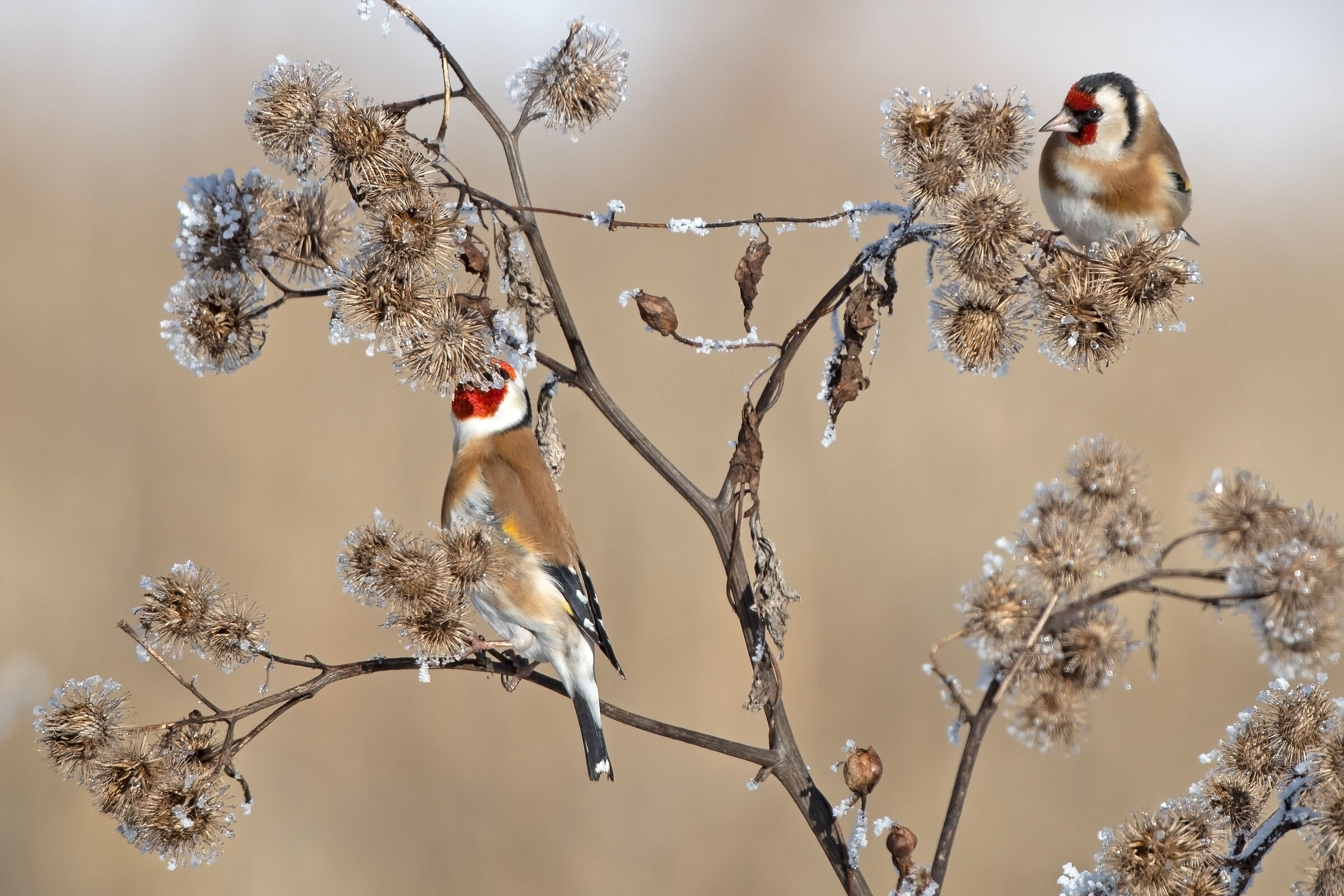 Cardellini in cristalleria