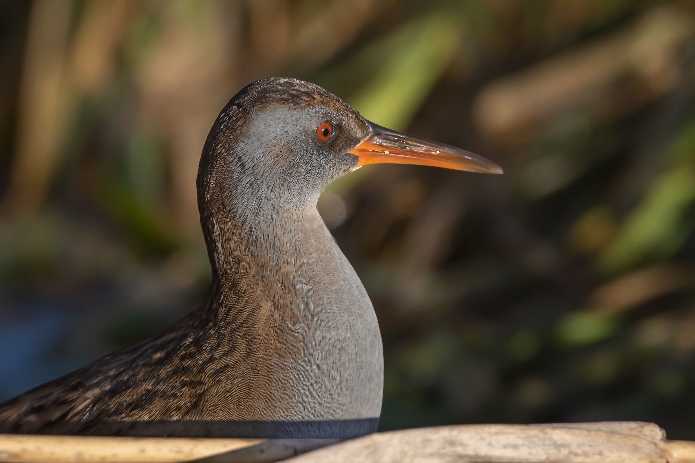 Ritratto di Porciglione