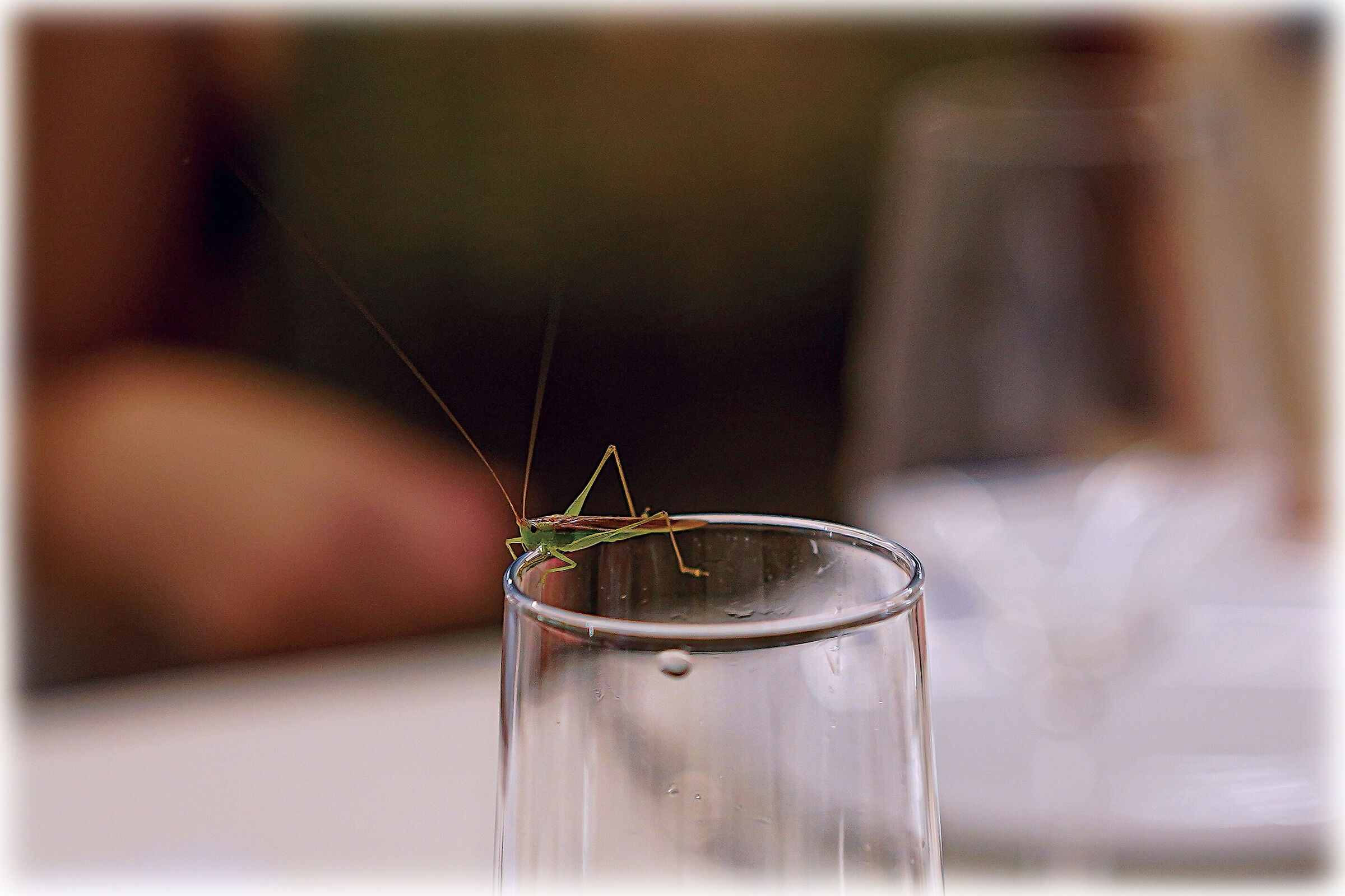 The chalice of the cricket