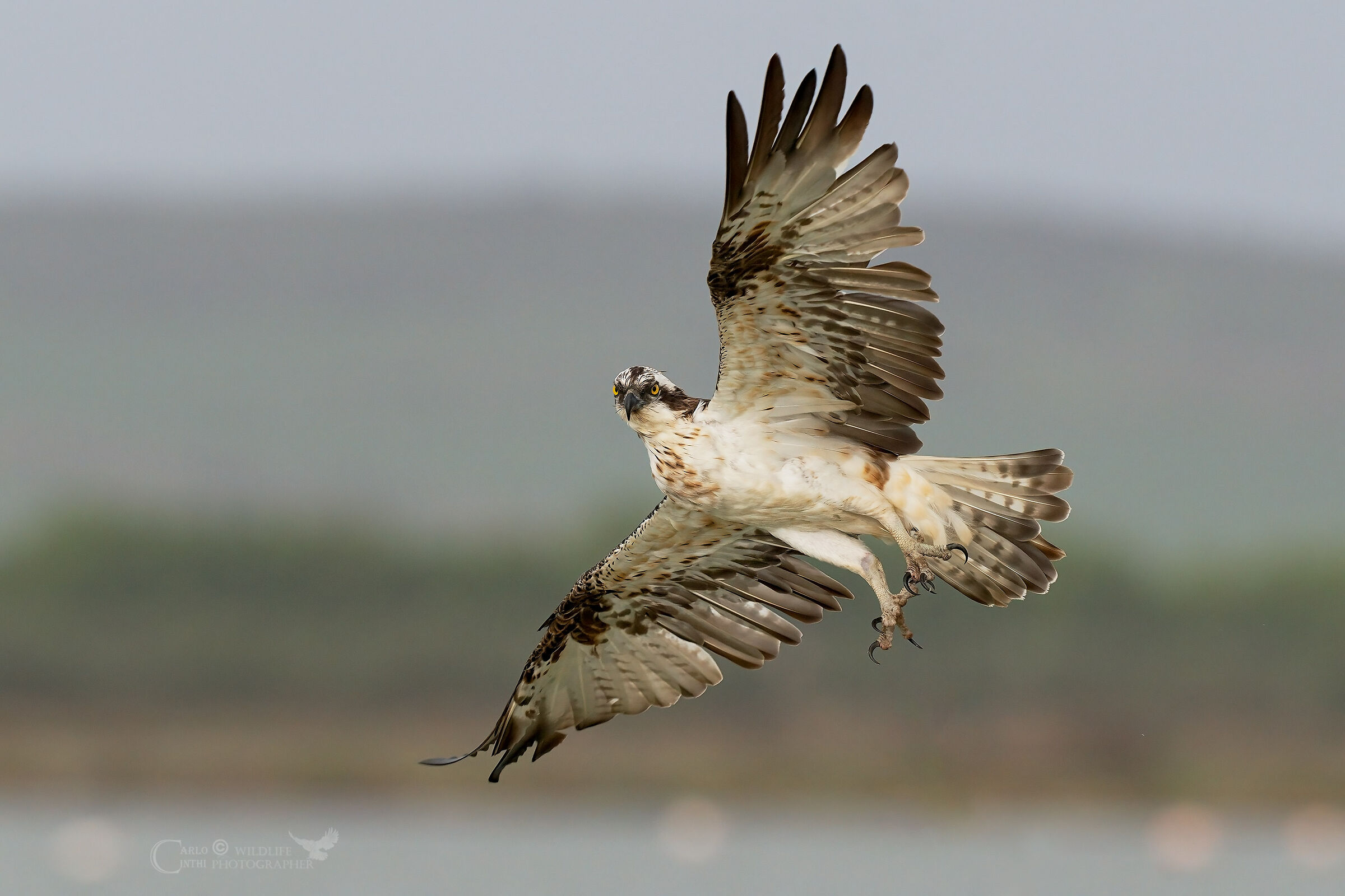 Osprey