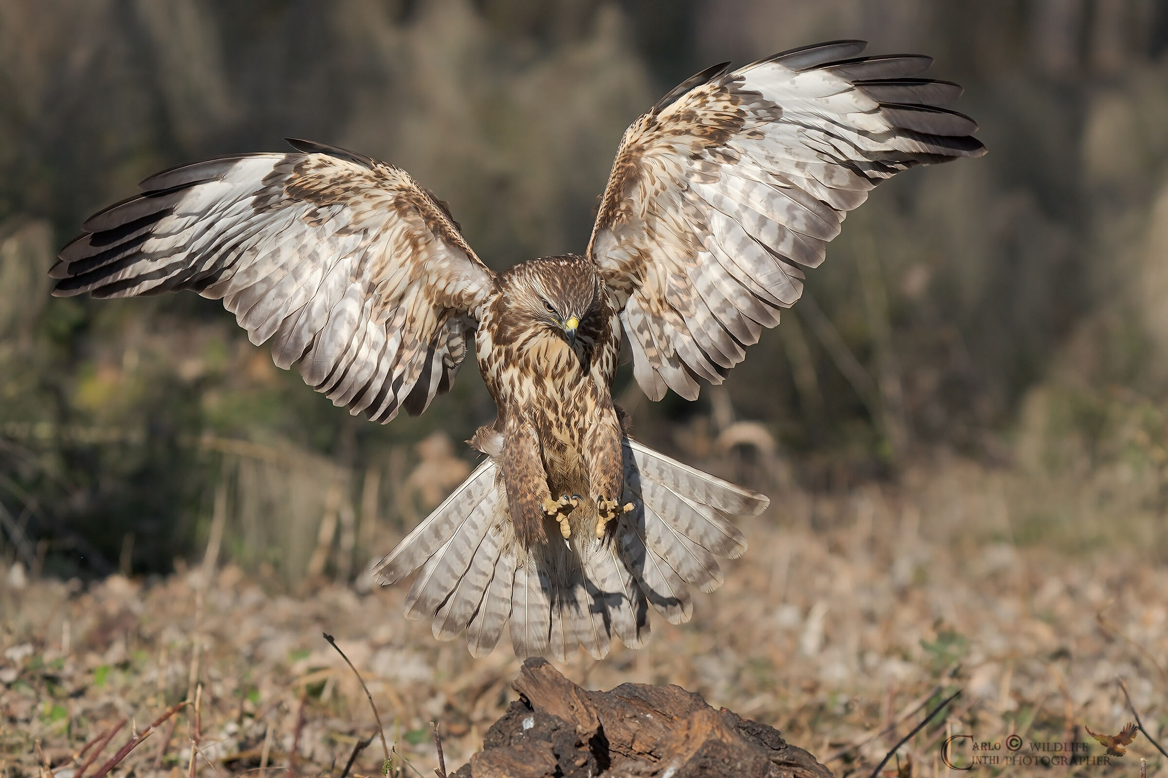 Buzzard