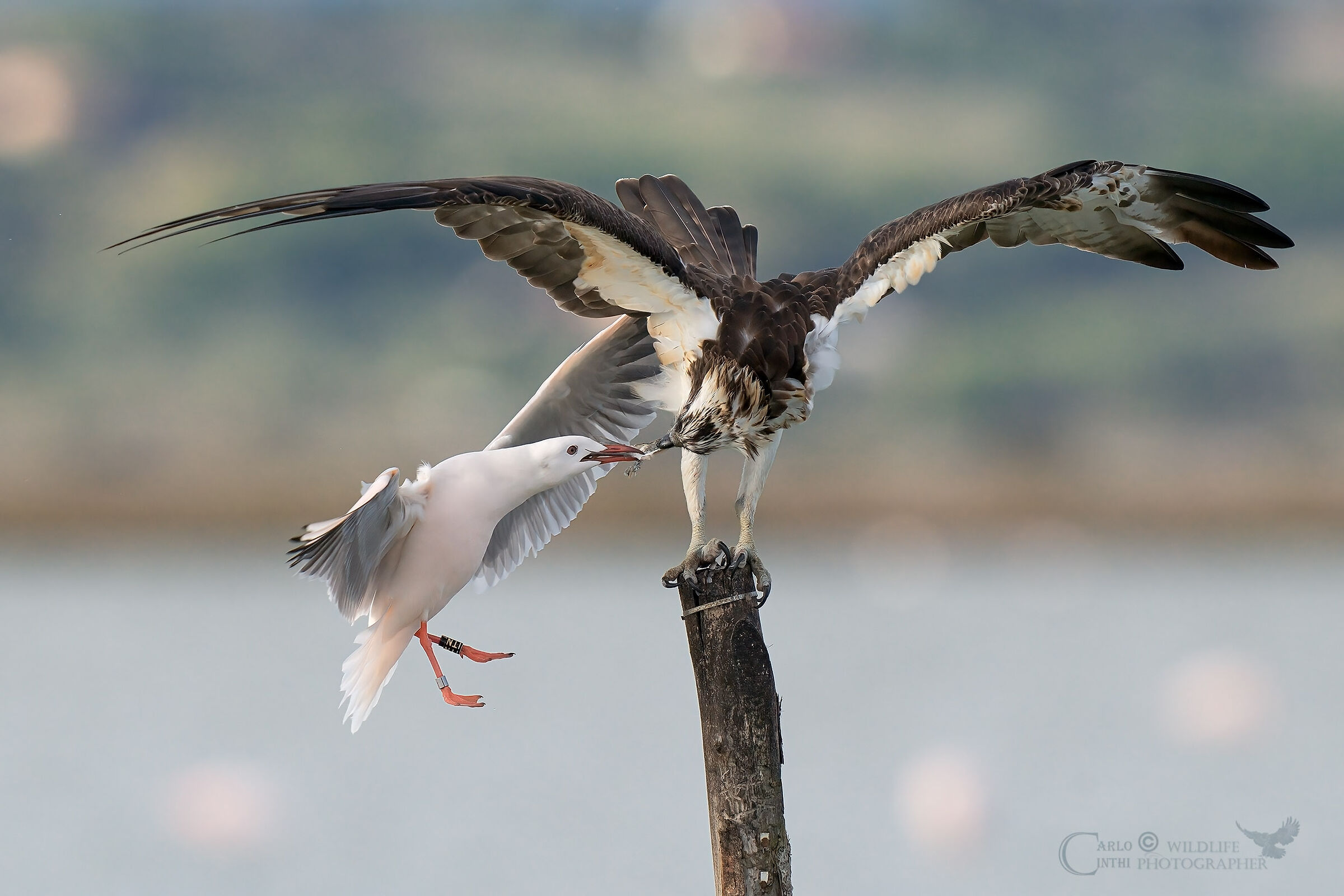 Osprey and Pink Gull