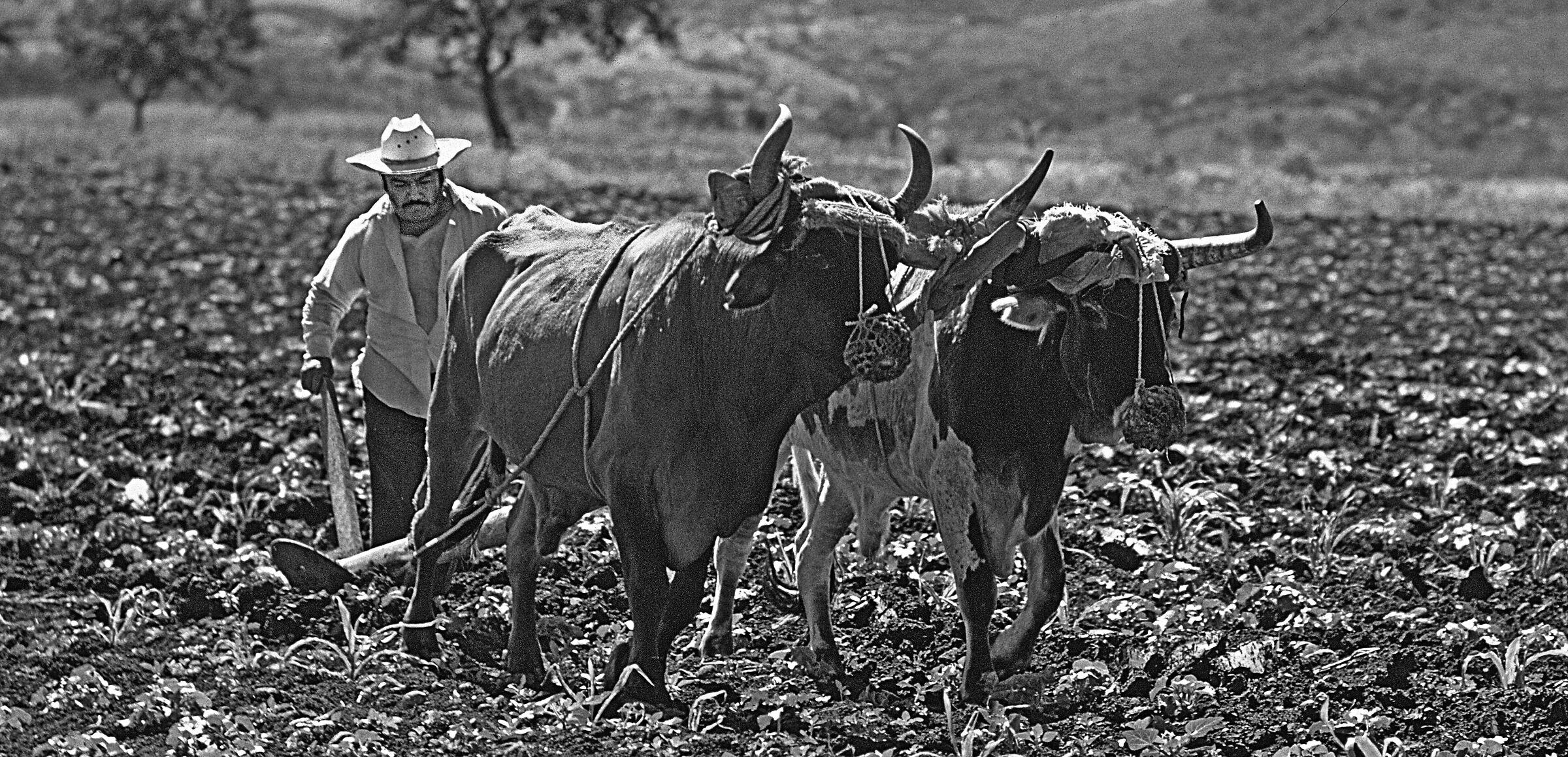 Aratura nell'alta valle messicana