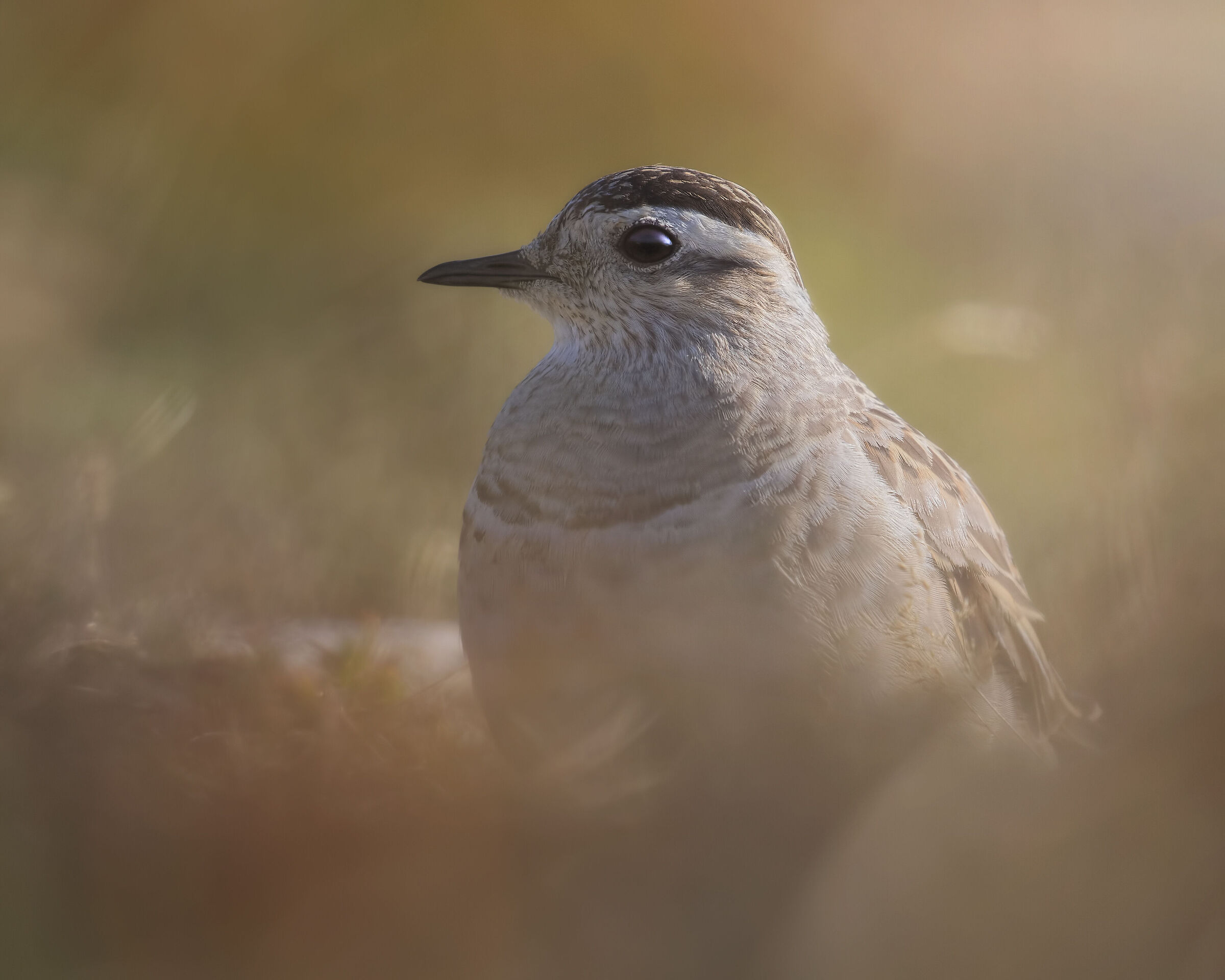 Plover Tortolino