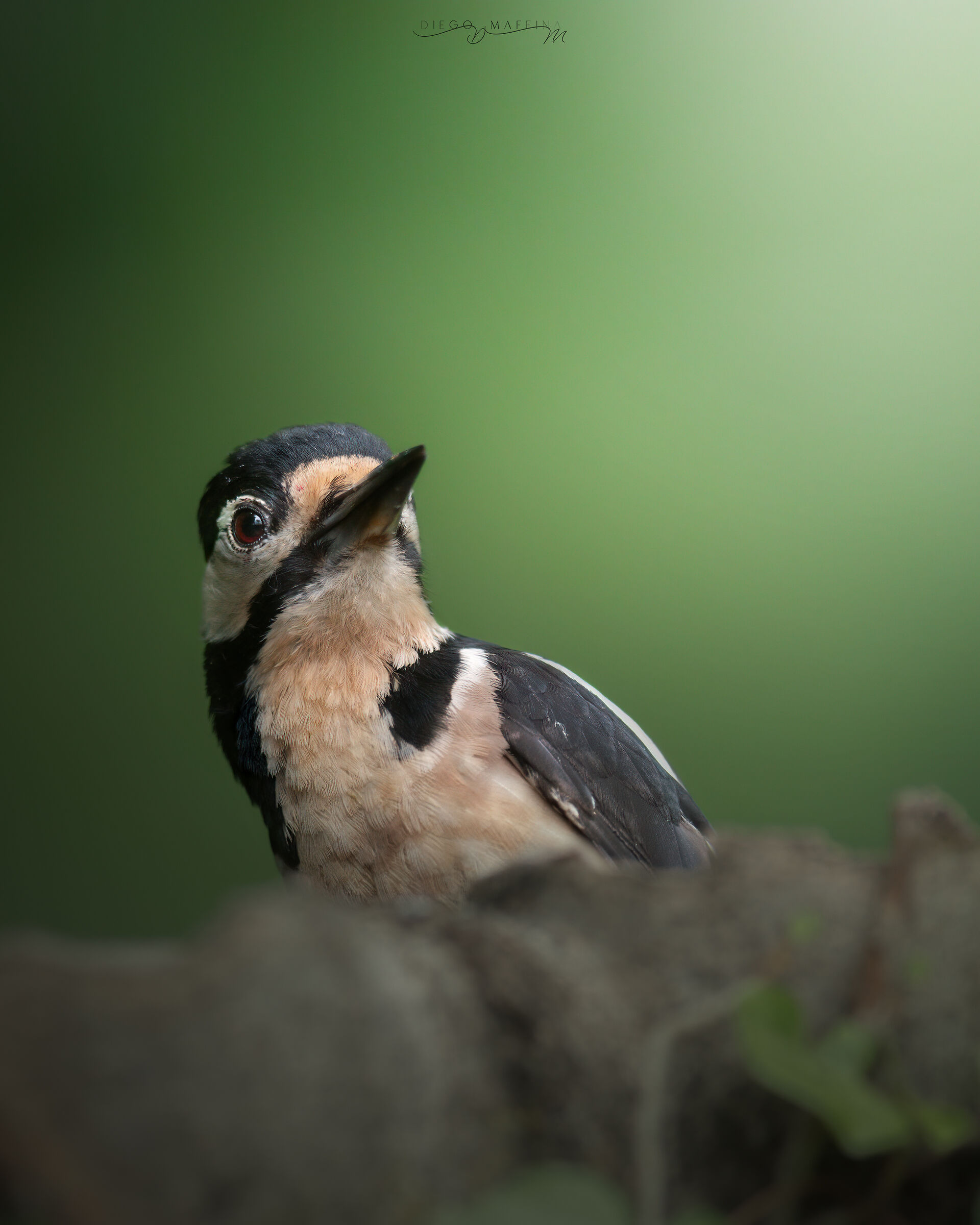 Friends of the woods