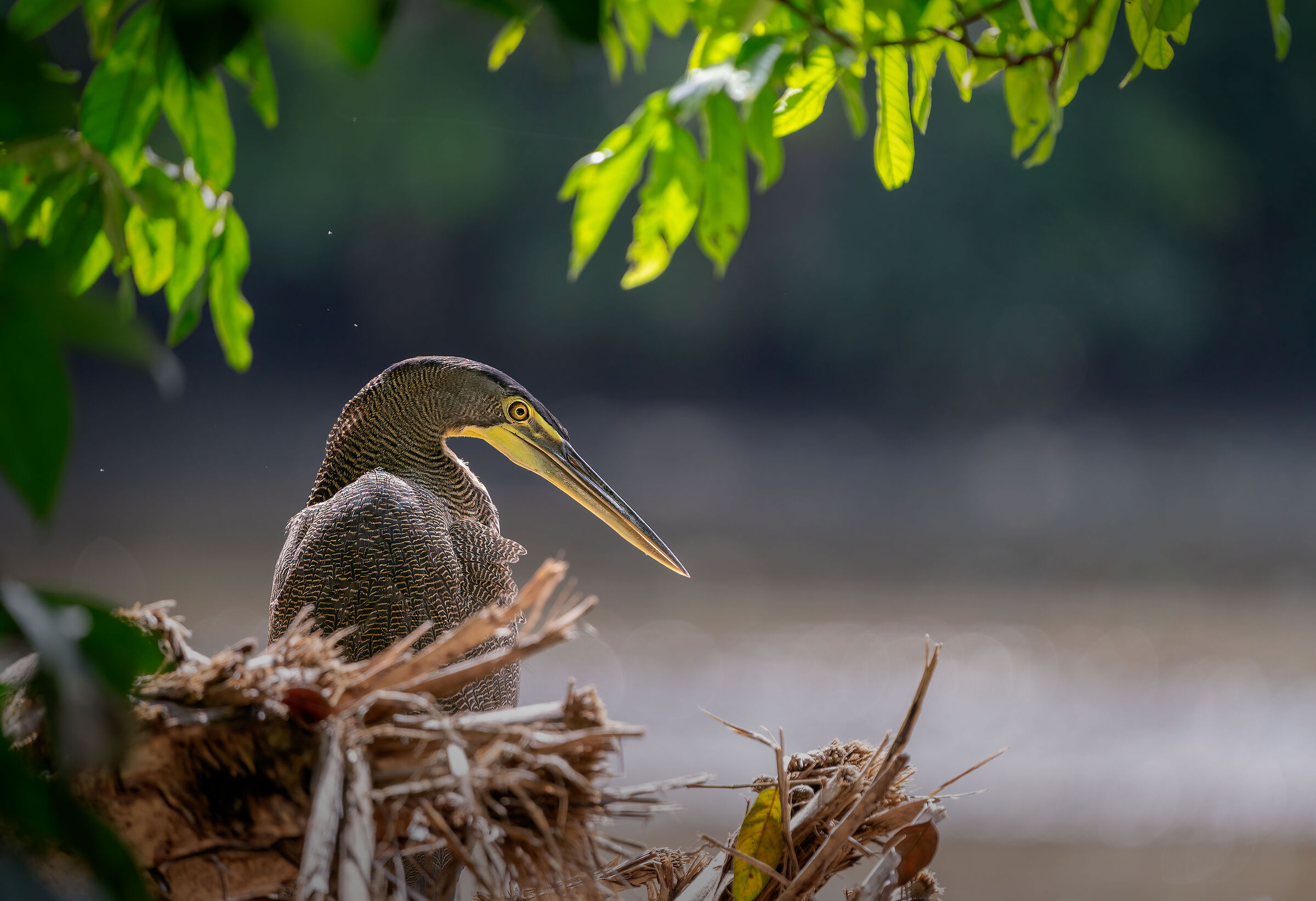 Airone Tigrato Golanuda