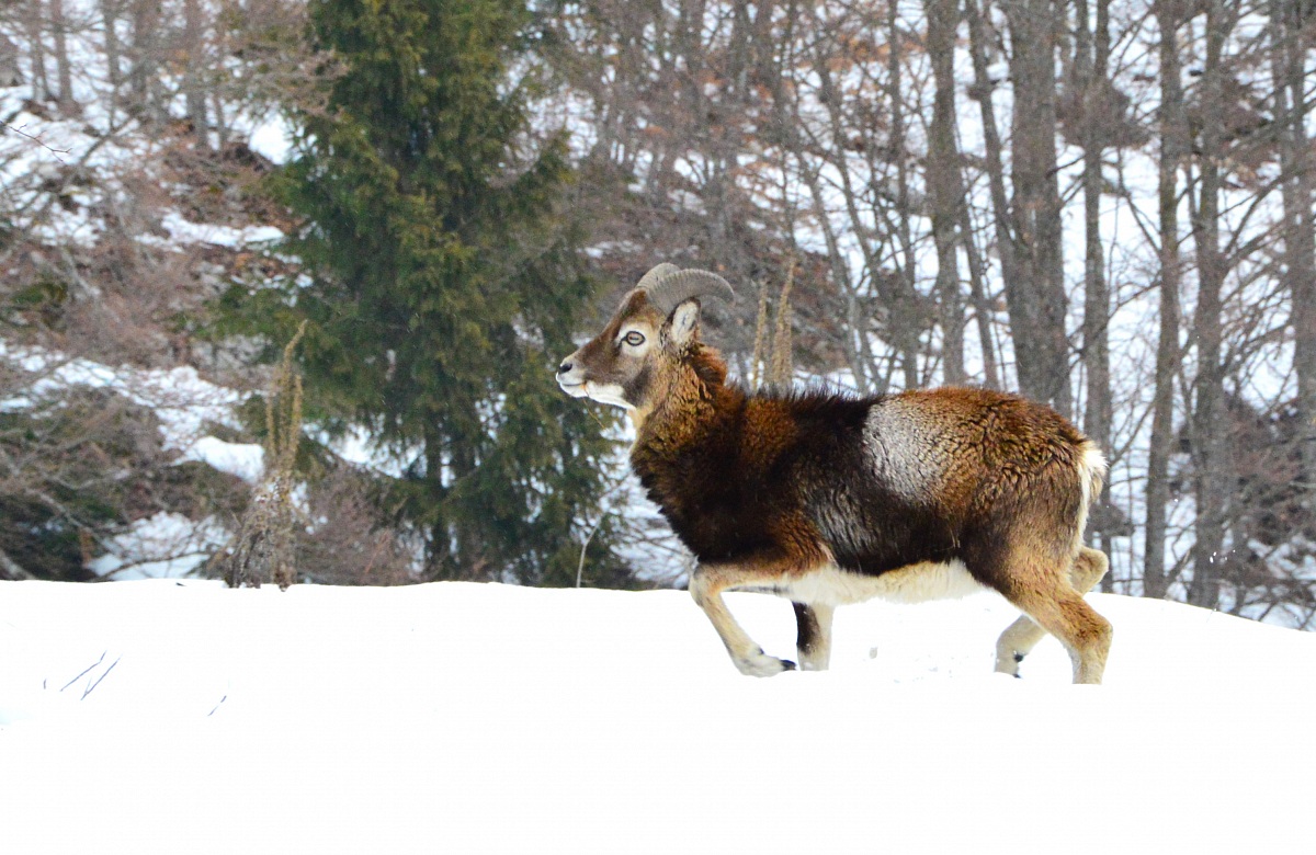 muflone a passeggio