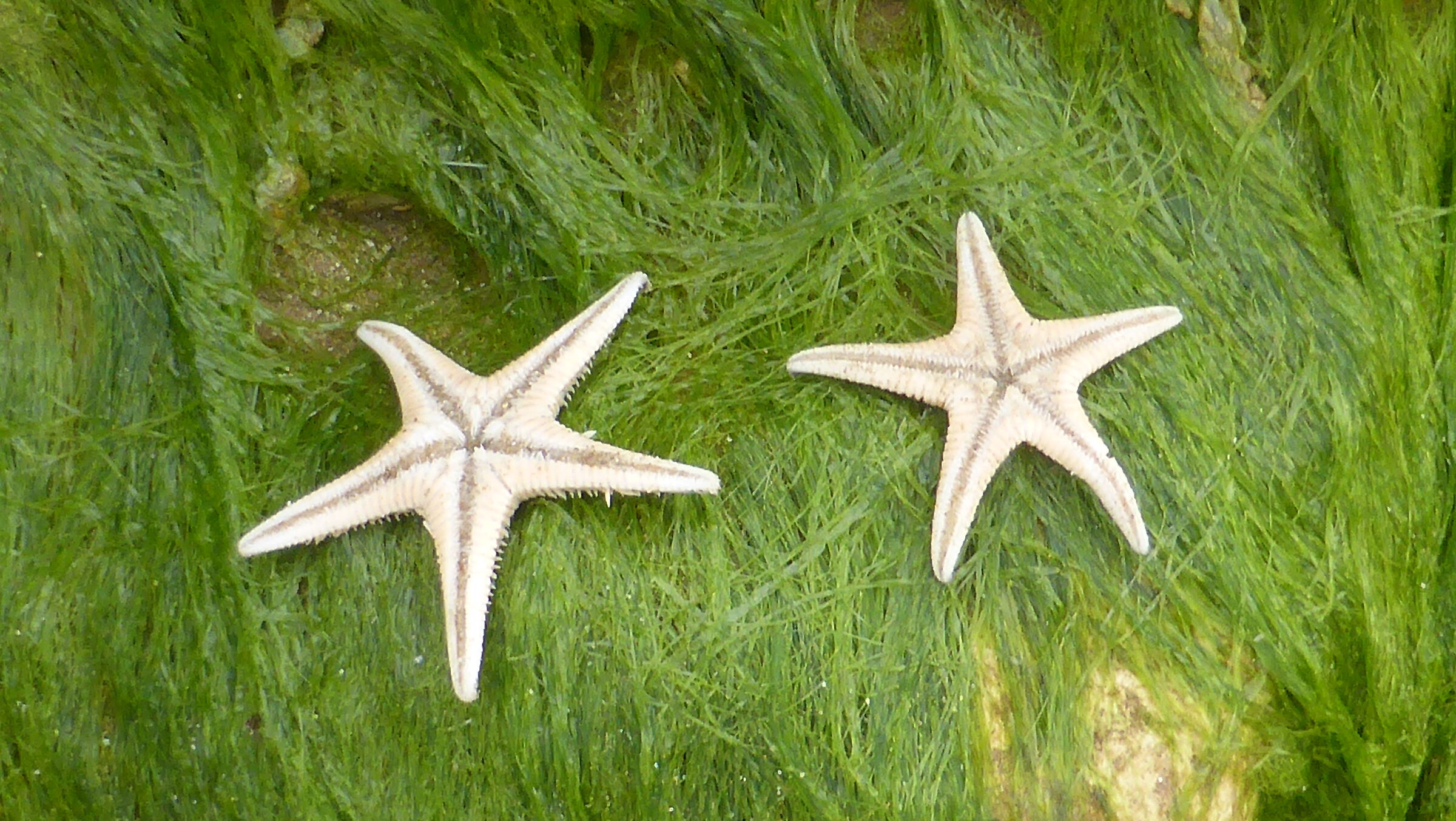 sea star