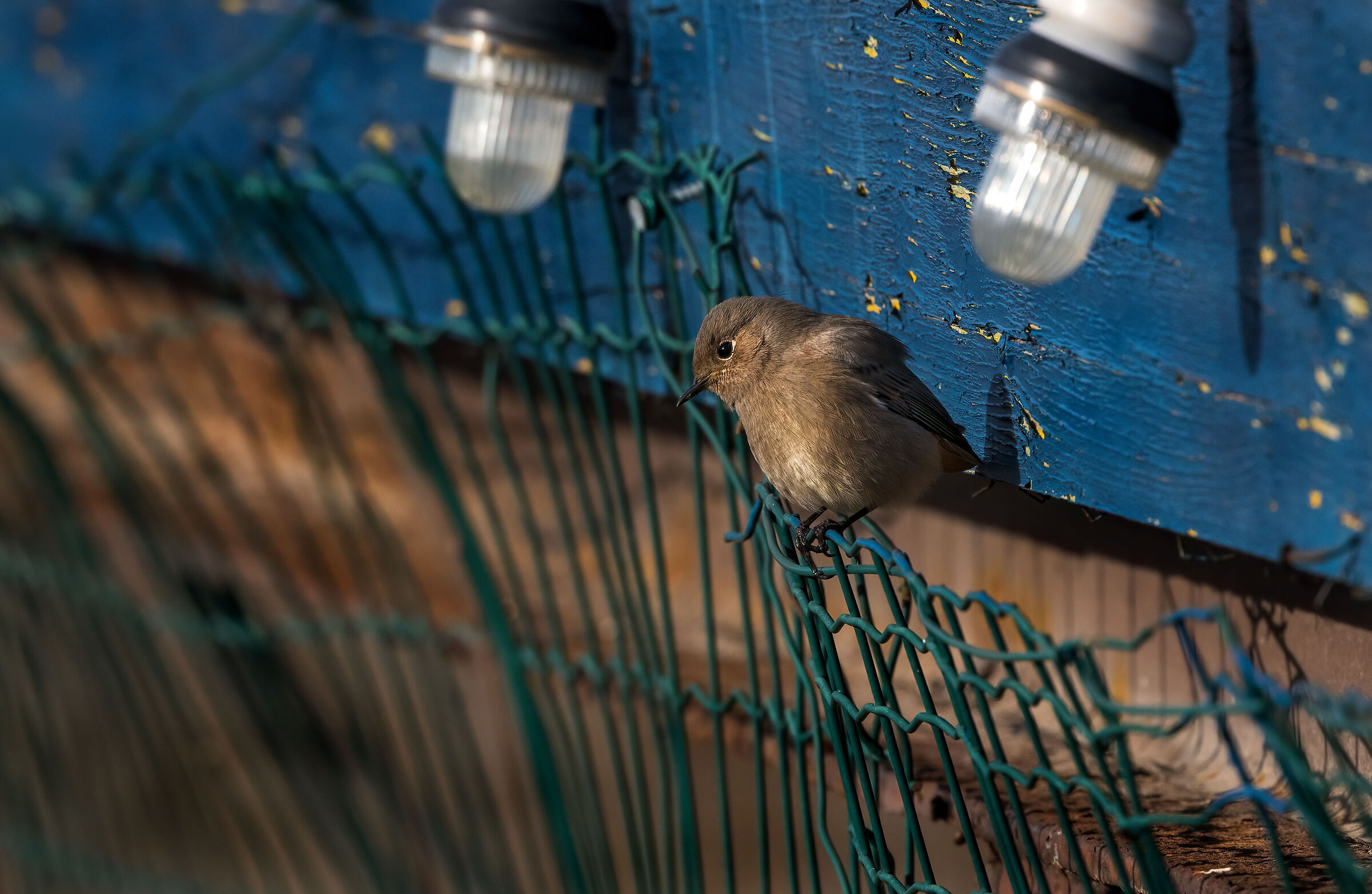 codirosso spazzacamino