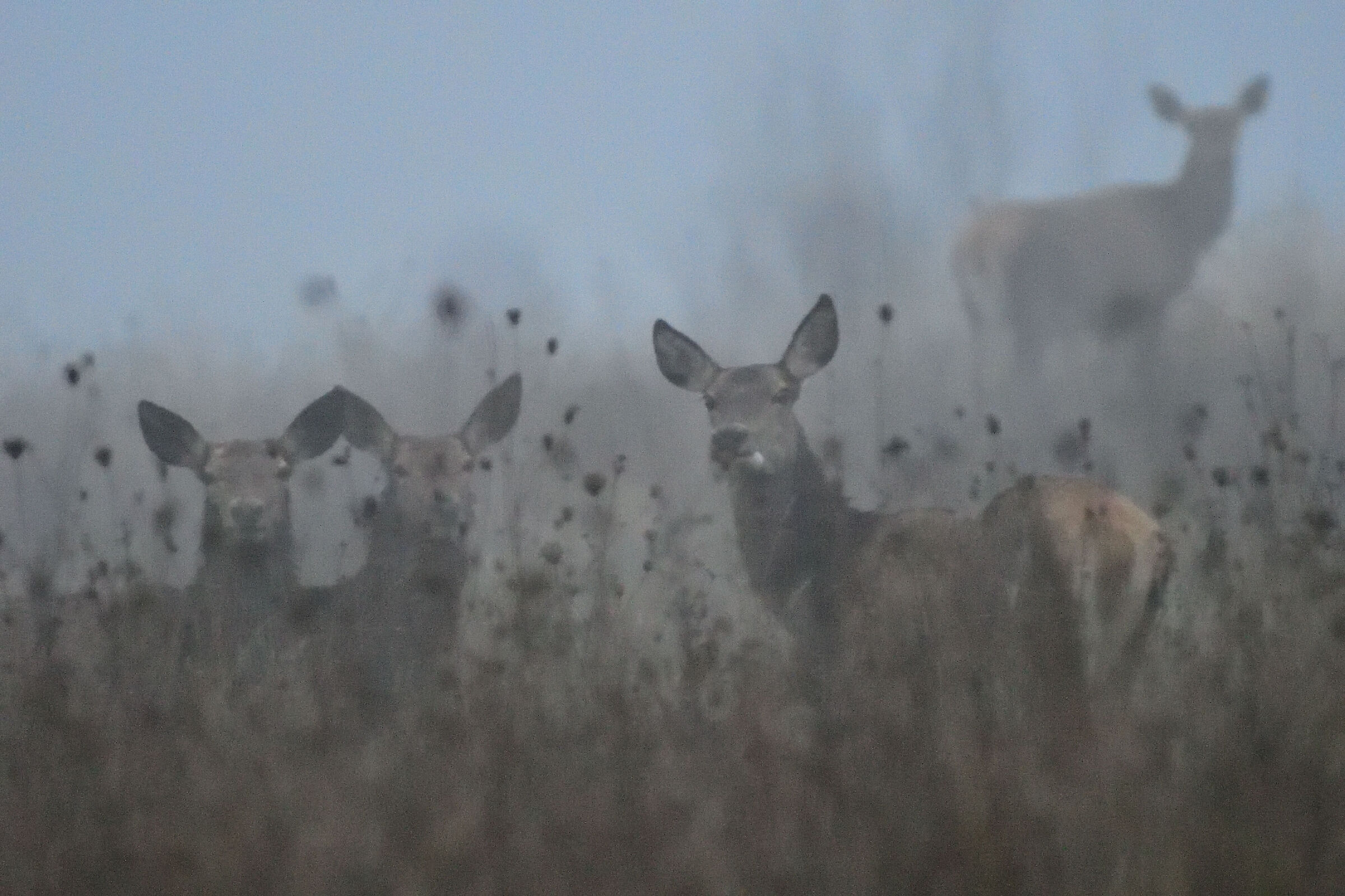 Deer and fog
