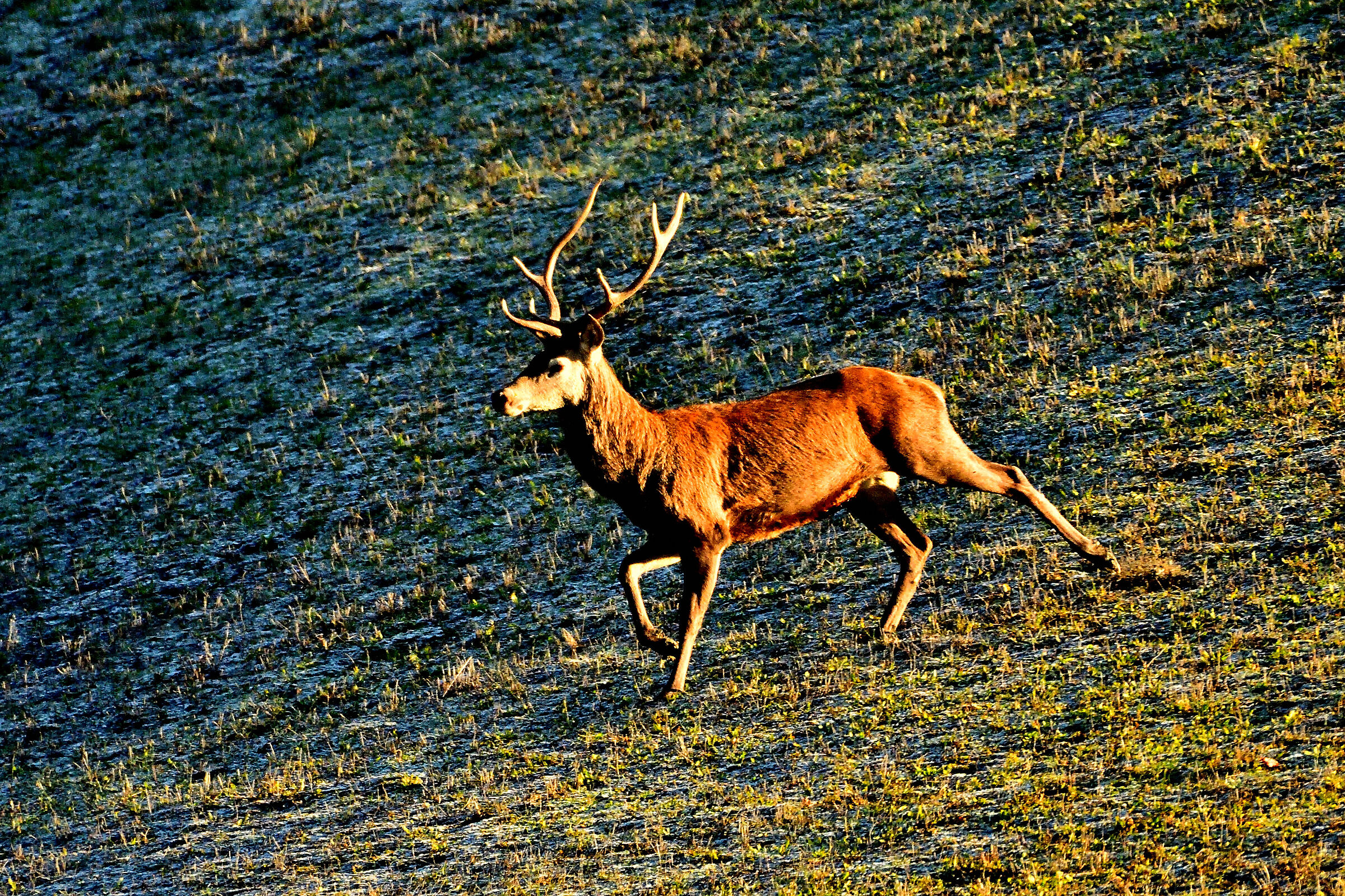 Noble deer