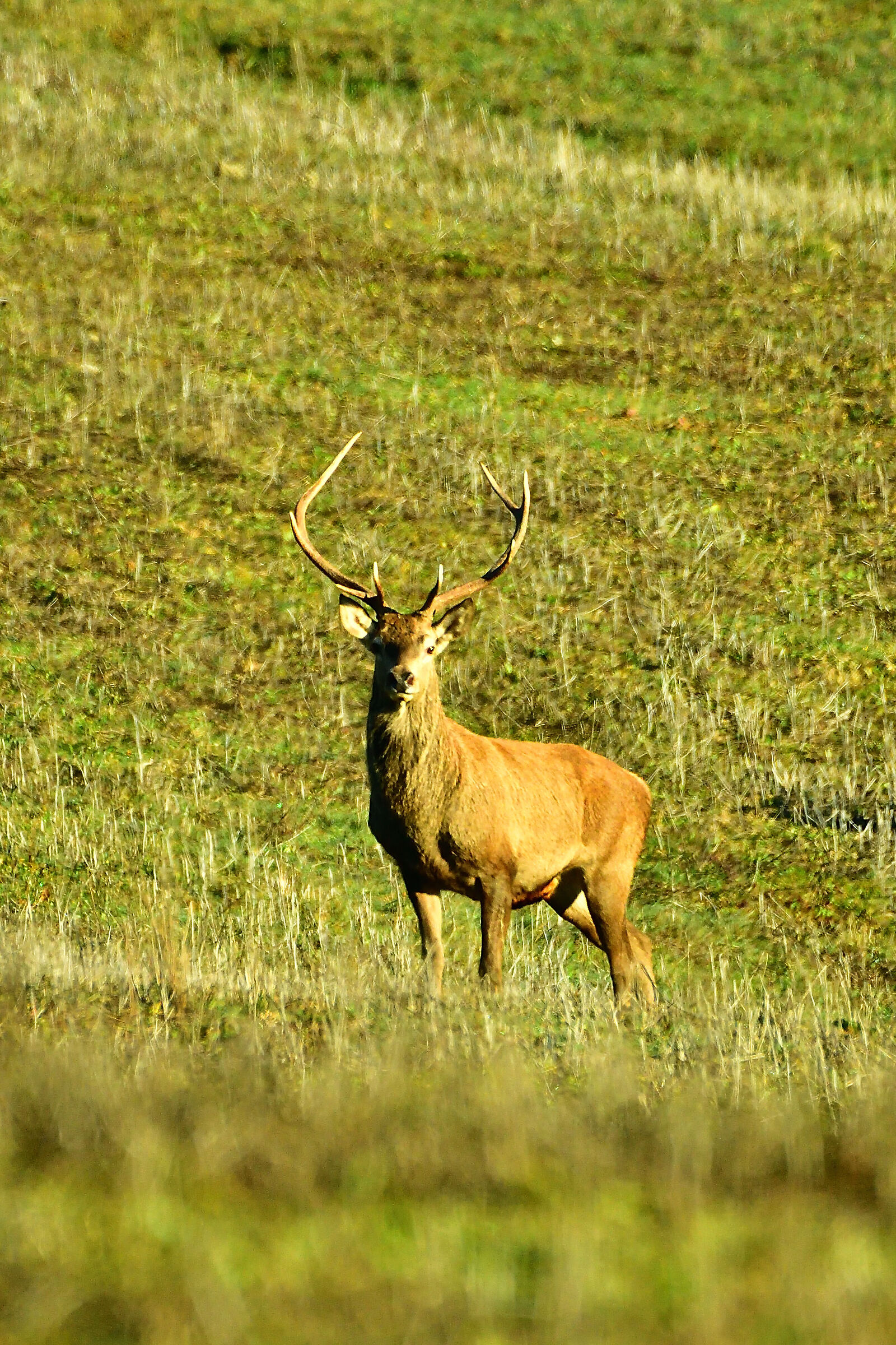 Male deer