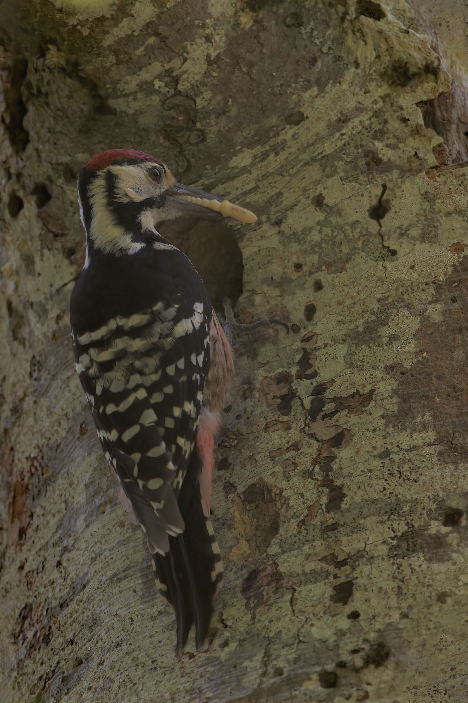 Male white-backed woodpecker