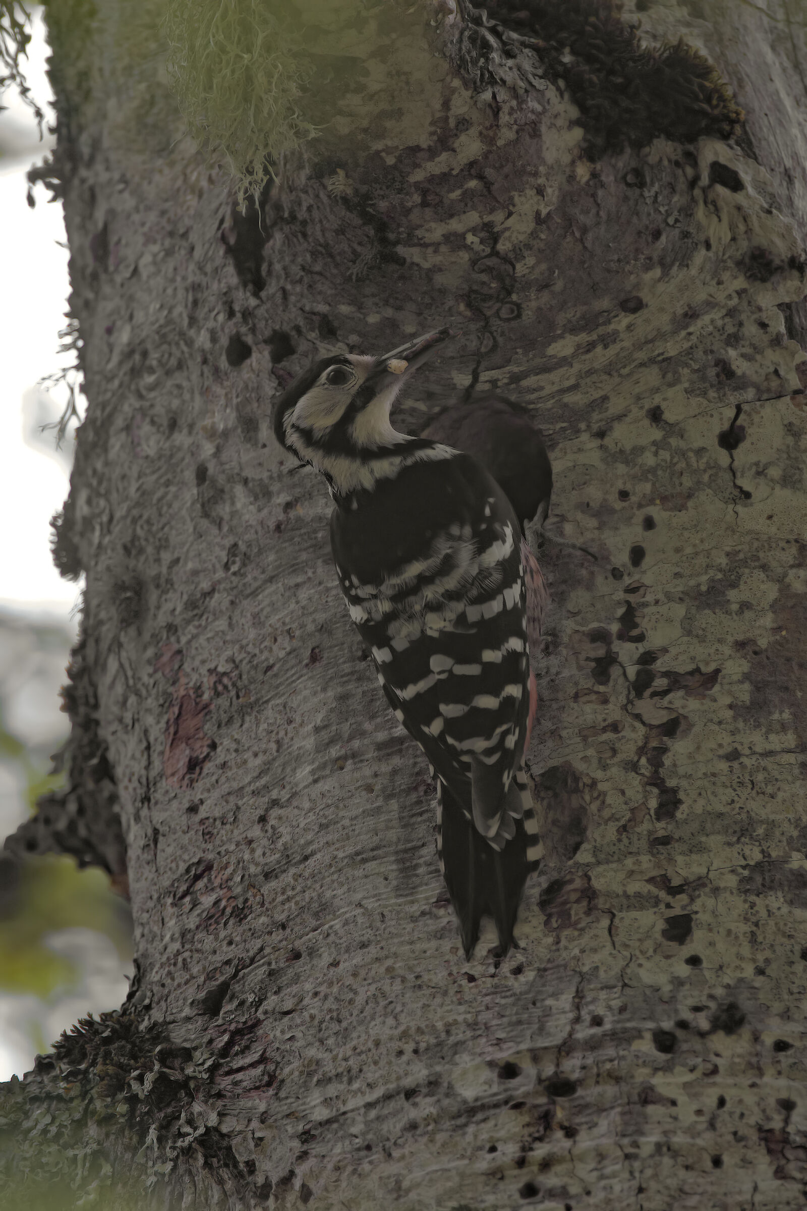 Female white-backed woodpecker