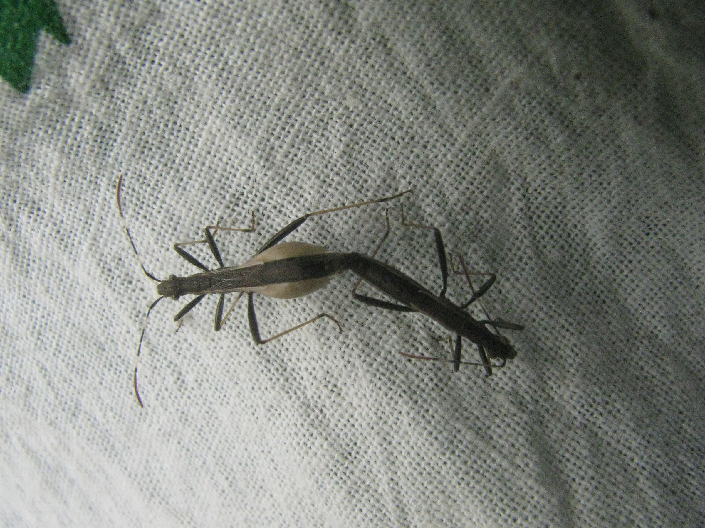 erox
