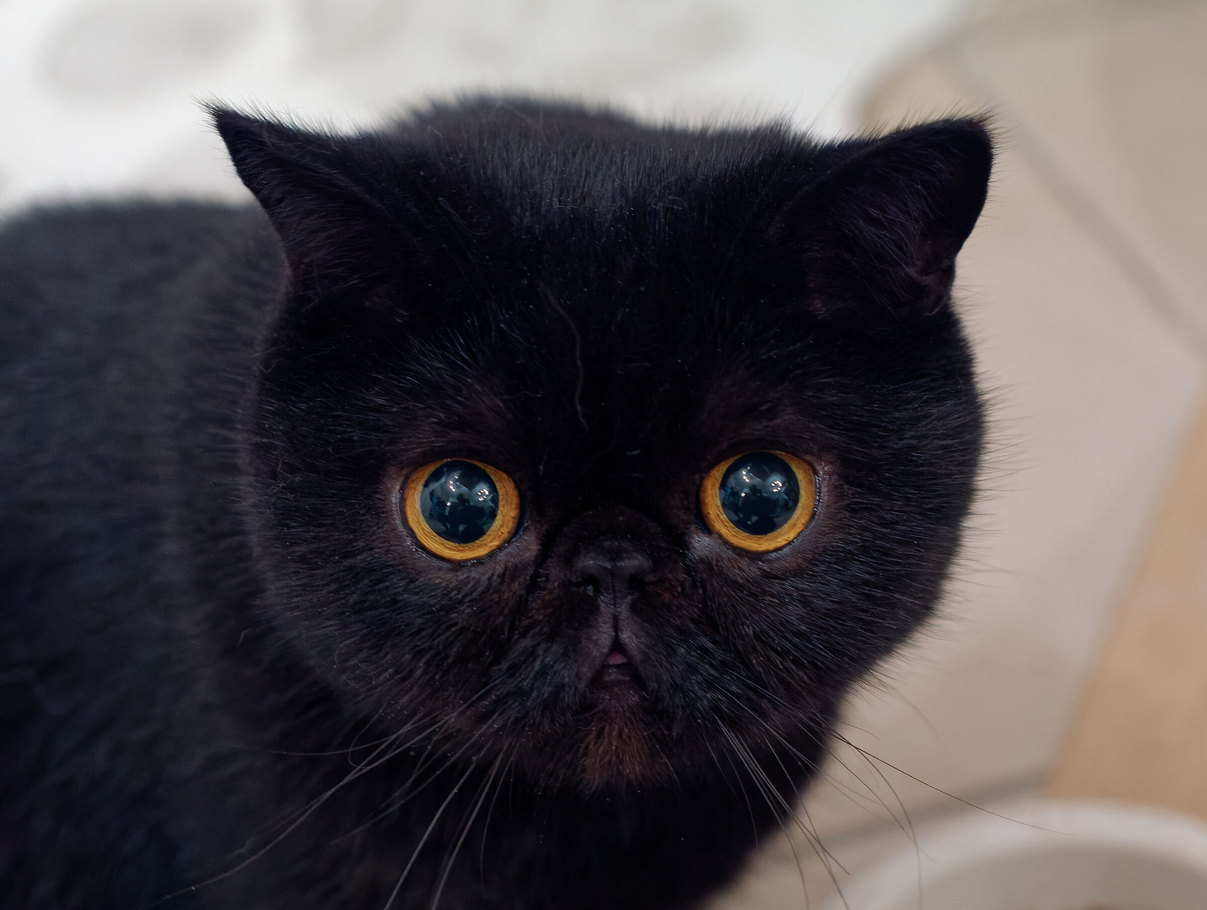 Yuki