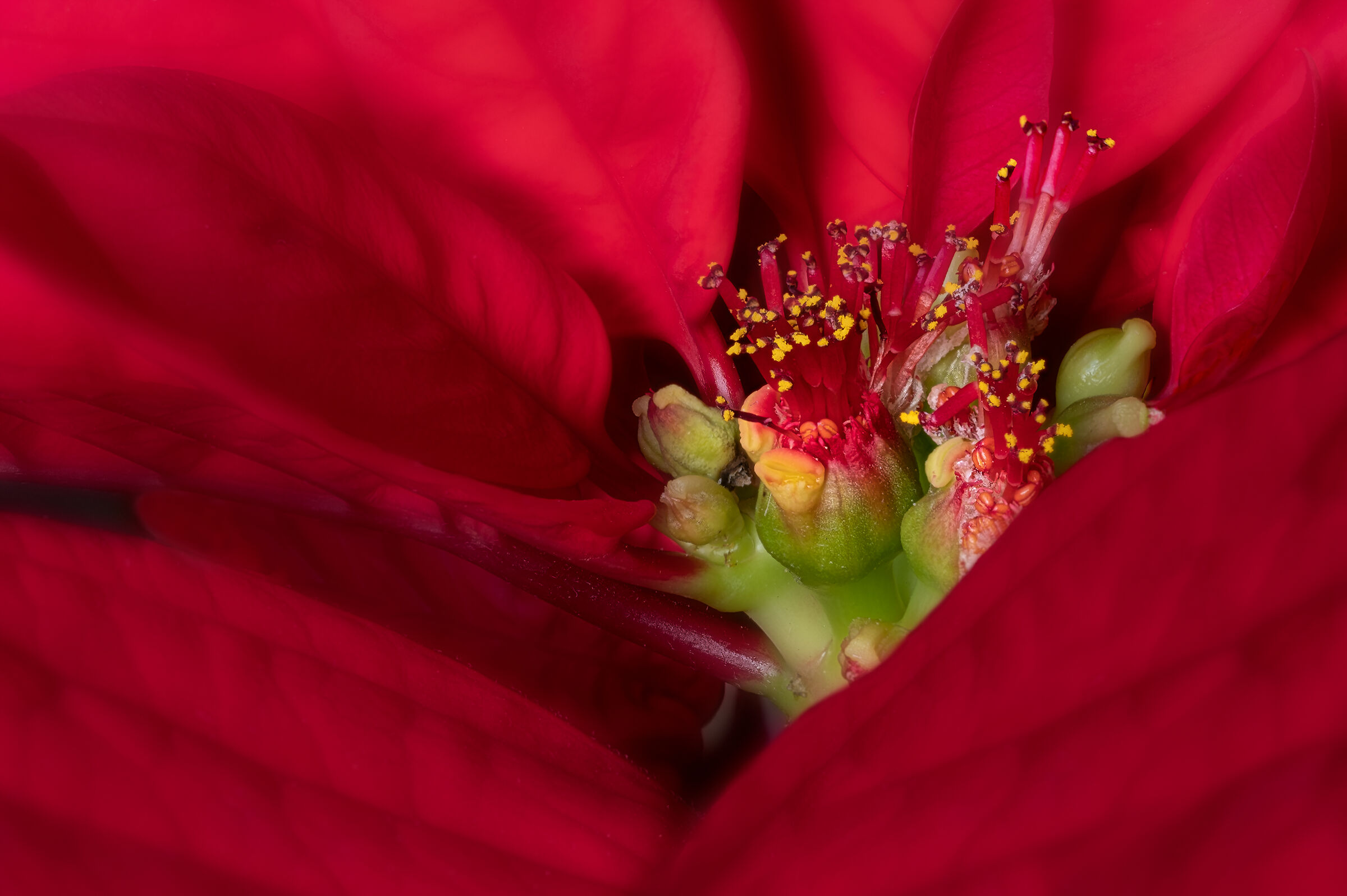 Ciazi, the flowers of the Christmas Star