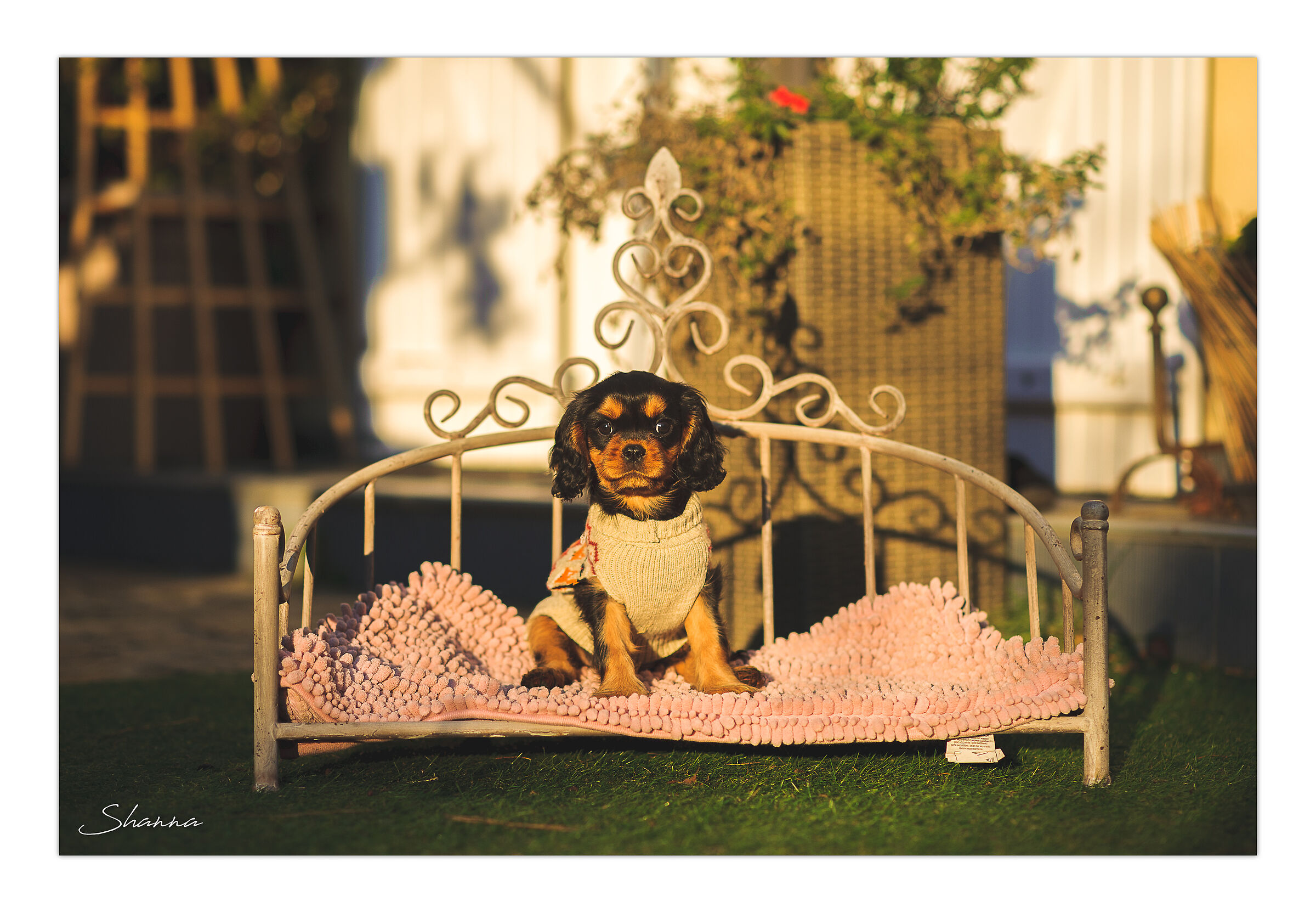 Shanna, il cucciolo Cavalier King Charles spaniel