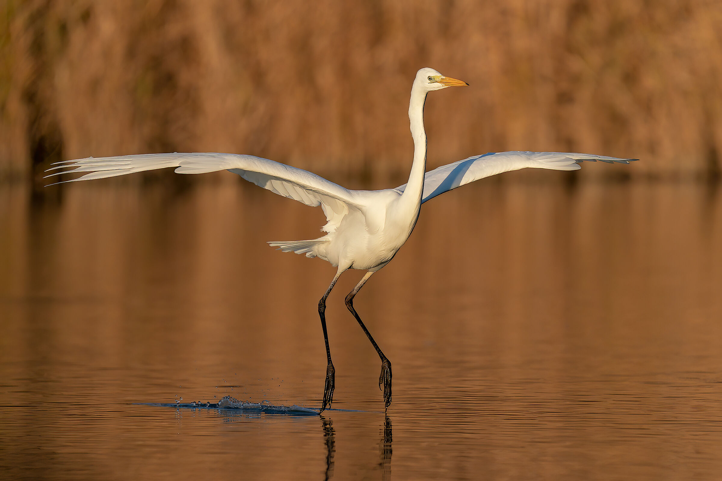 Great white heron