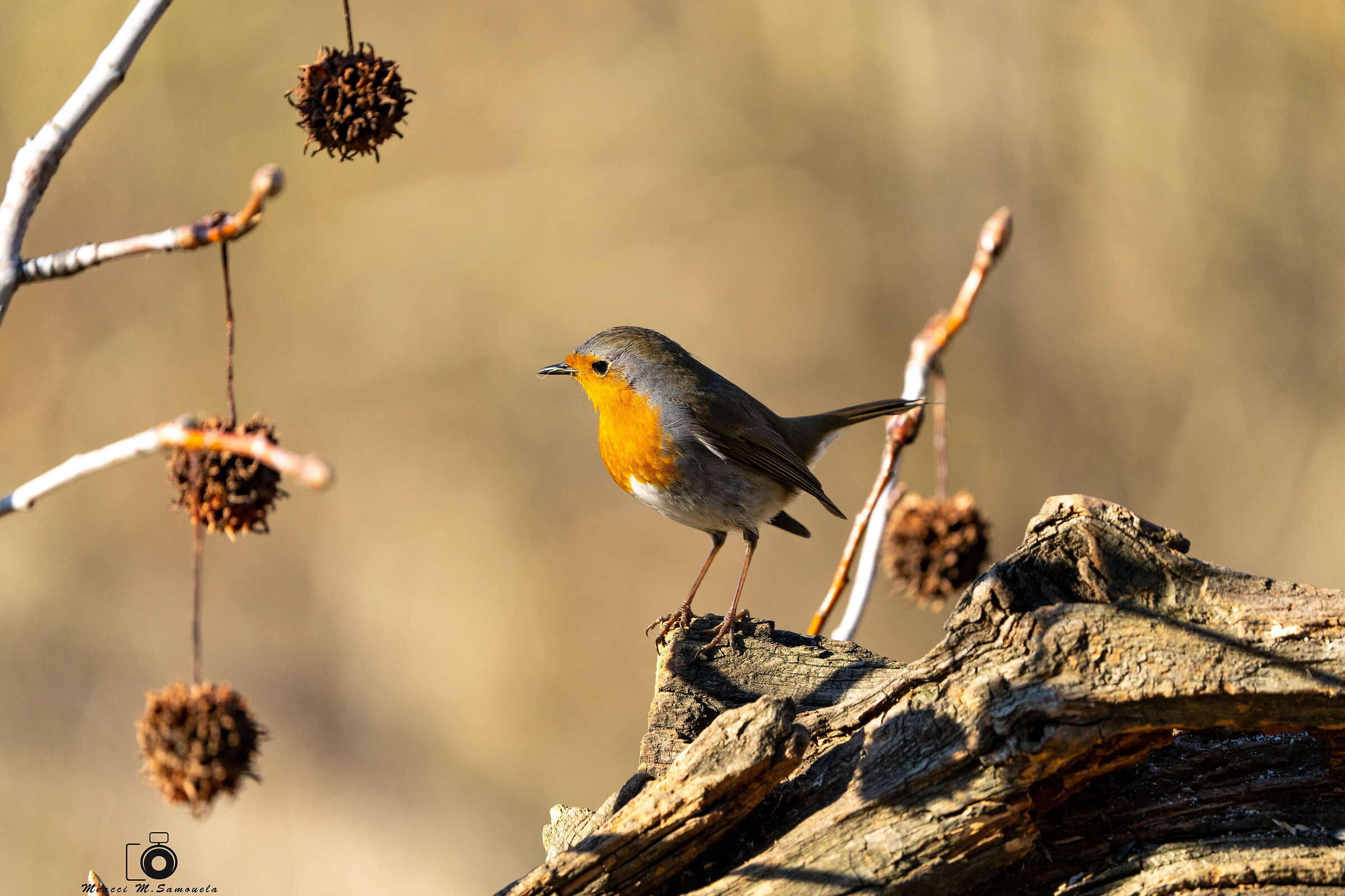 Robin